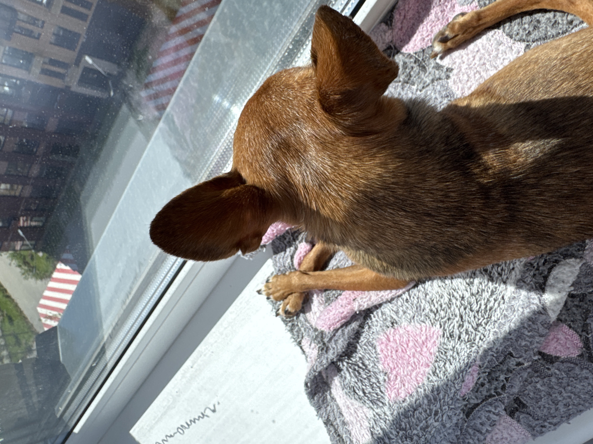 A small, brown dog with large ears is lying on a patterned blanket on a windowsill, looking out a window. The dog is facing away from the camera, with its head turned to the left. The blanket is gray and pink, with a heart pattern. Outside the window, there is a street with a red and white striped barrier, and buildings in the background. The scene appears to be in the city of Vlasikha, Russia, given the context of the query.