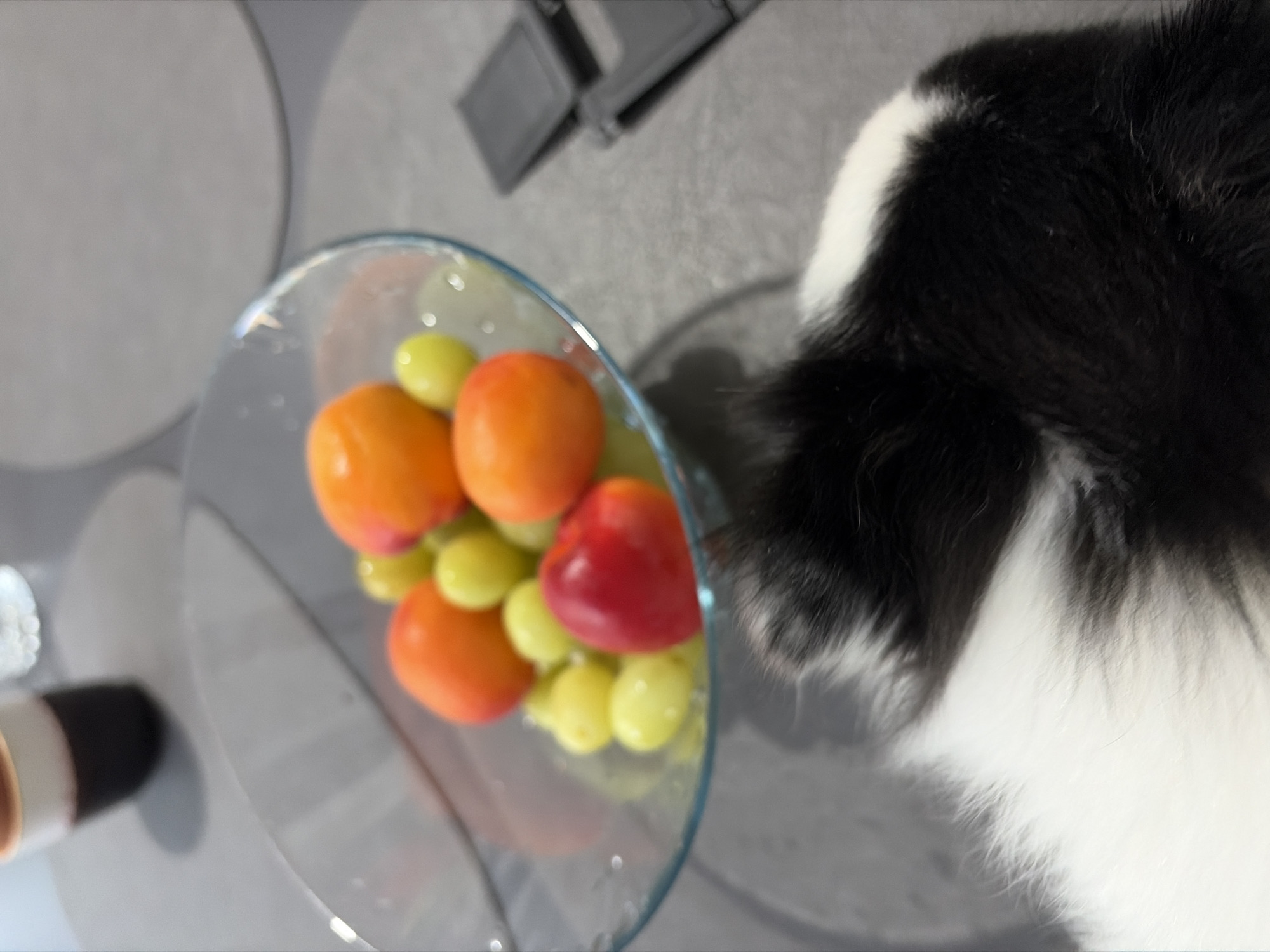 The image shows a glass bowl filled with fruit (apricots, grapes, and a red apple) on a gray surface. A black and white furry animal (possibly a cat or dog) is partially visible to the right of the bowl. A gray object (possibly a wallet or a small case) is also visible on the gray surface. The location in Stara Zagora, Bulgaria is not discernible from the image.
