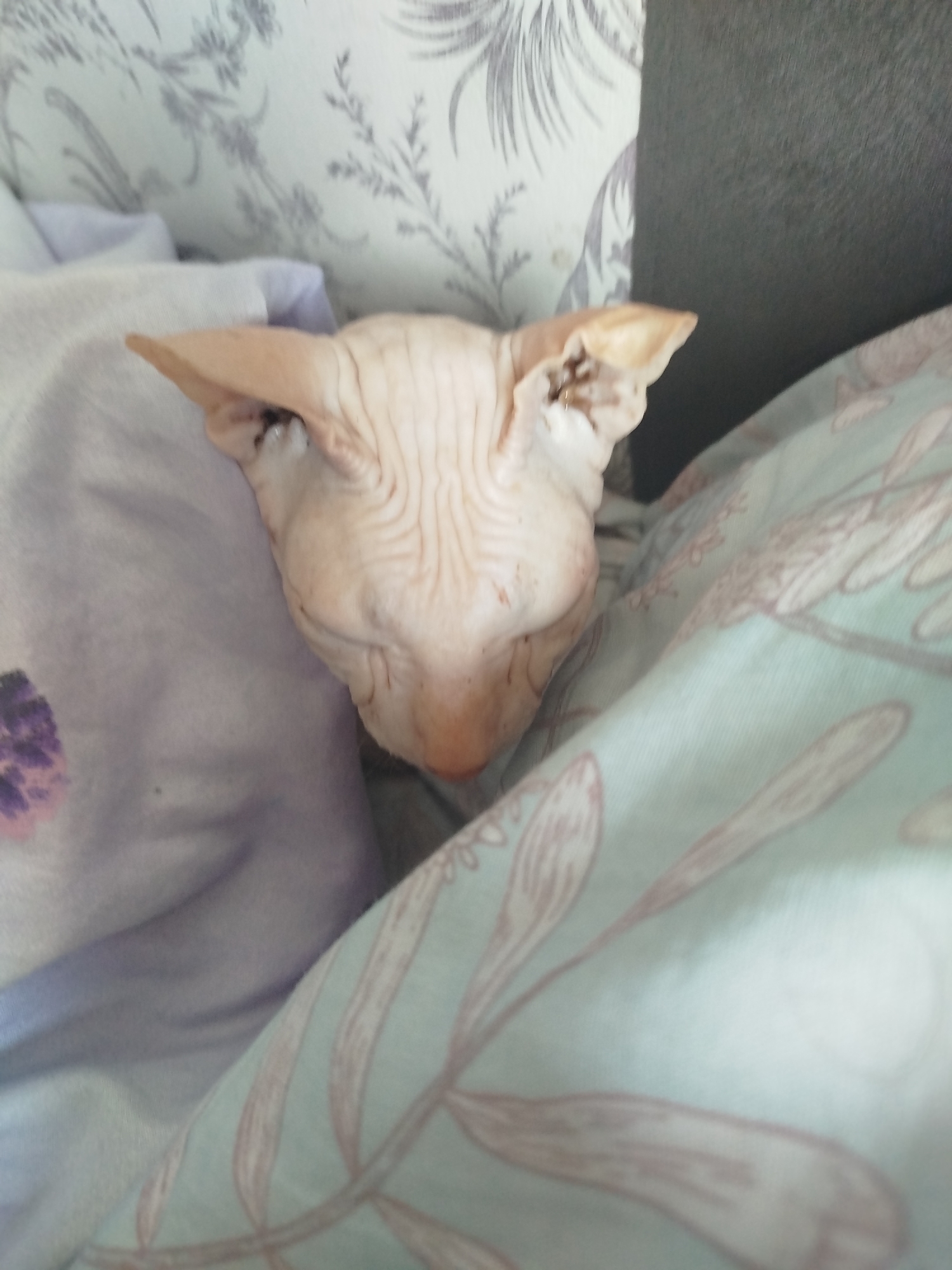A sphynx cat is nestled between two pillows. The cat is facing left and its head is turned towards the viewer. The cat has wrinkled skin and large ears. The pillows are light purple and light blue, with a floral pattern on the blue pillow. The background is out of focus, but appears to be a wall or furniture. The image is taken indoors, in what appears to be a bedroom. The location is Zavodoukovsk, Russia.