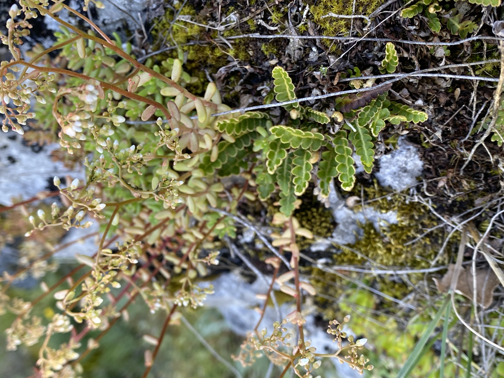 The image shows a close-up view of a cluster of small, delicate plants growing on a rocky, mossy surface. The plants have thin, reddish stems with clusters of tiny, pale green and white buds or flowers. Some leaves are visible, appearing succulent and elongated. In the foreground and to the right, there is a distinct plant with small, segmented, fern-like leaves that are bright green with yellowish-green edges. The ground cover consists of dark soil, various types of moss in shades of green and yellow, and some dry, thin twigs. The background is blurred, showing hints of grey rock and green vegetation. The scene is set in an outdoor natural environment, likely a rocky outcrop or a similar habitat. The location of Градска општина Нишка Бања, Serbia, is not discernible from the visual information presented in the image. There are no people, animals, or identifiable human-made objects in the frame.