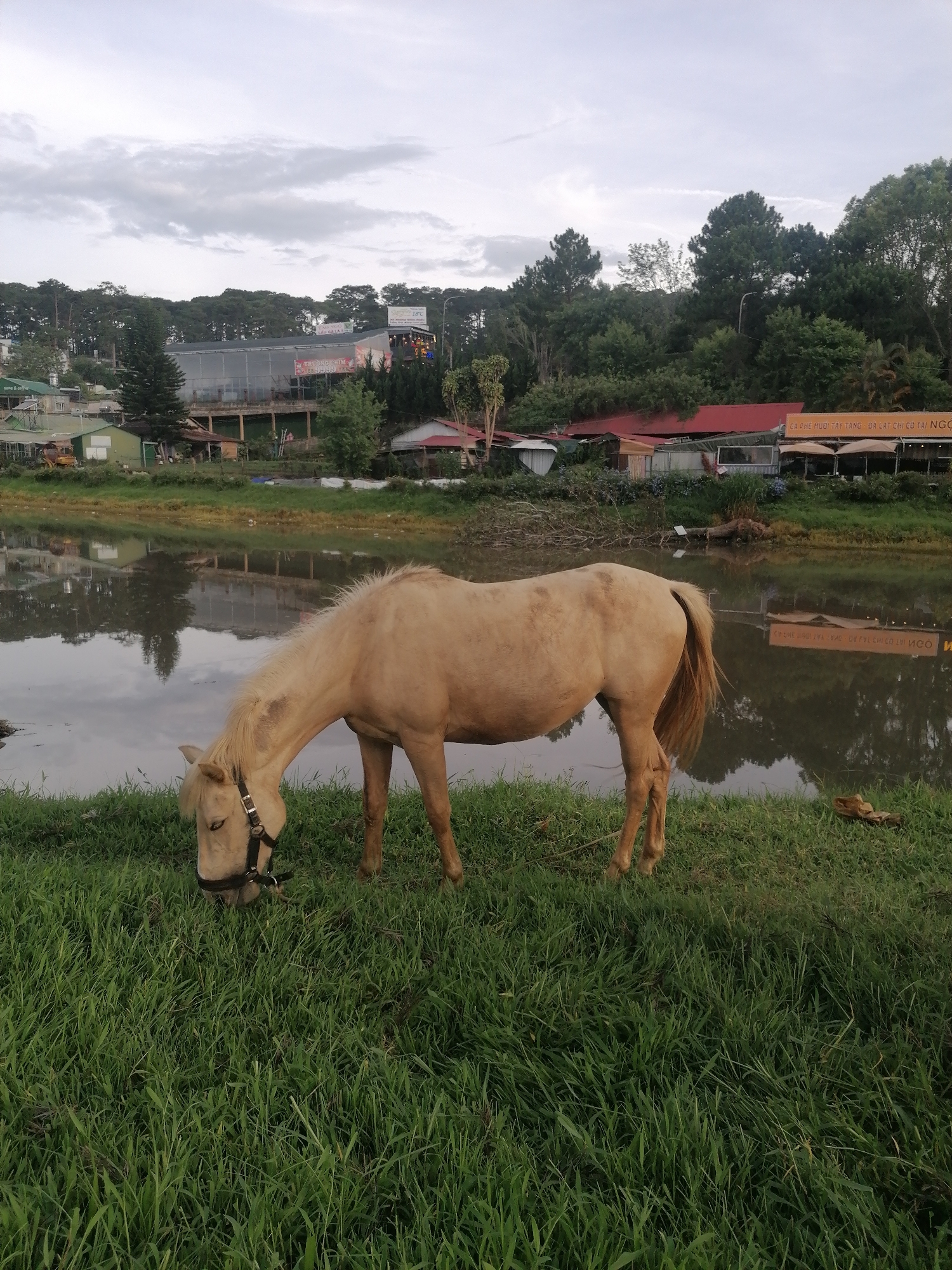 A beige horse grazes on a grassy riverbank in Da Lat, Vietnam, under a cloudy sky. The horse wears a black halter. Buildings with red roofs line the opposite riverbank, reflecting in the water. A billboard and trees stand in the background.