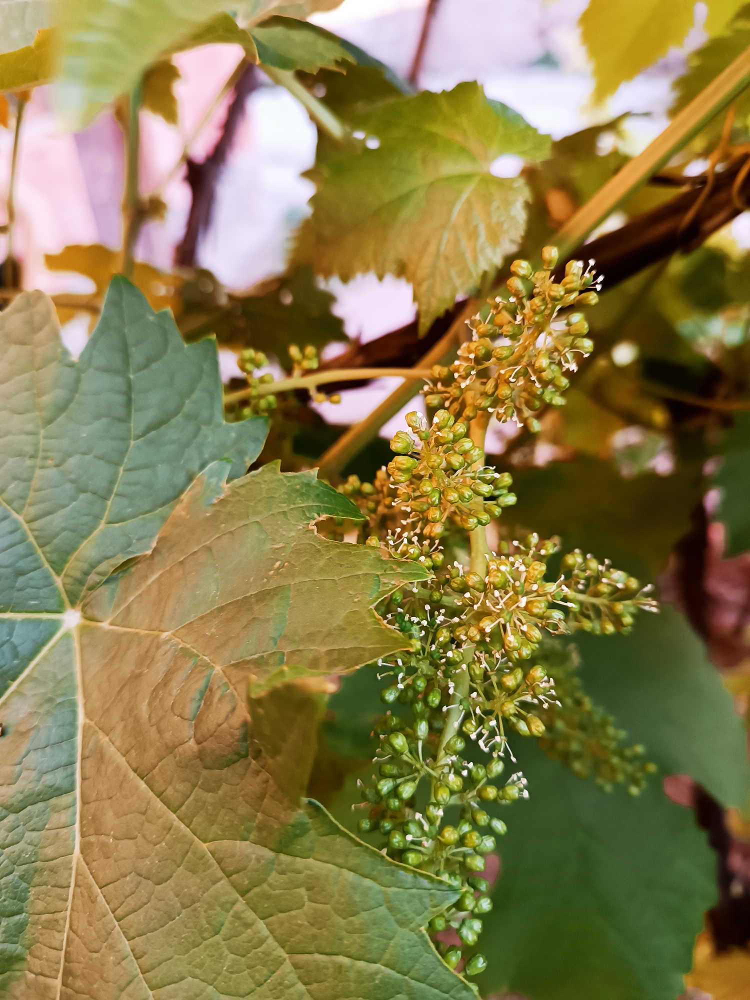 This is a close-up, vertically oriented photograph of a cluster of developing green grapes on a vine. The grapes are small and round, with some showing tiny white remnants of their flowers. The cluster is positioned on the right side of the frame, hanging from a vine. To the left, a large, green grape leaf dominates the foreground, with its prominent veins clearly visible. The leaf appears to be partially discolored with brown hues, suggesting it might be aging or have some damage. In the background, other green leaves and parts of the vine are visible, along with a blurry, soft-focus pinkish and purplish area that could be other foliage or a structure behind the vine. The lighting suggests an outdoor setting, possibly during daytime. The image does not contain any people, animals, or urban elements that would indicate a specific location within the city of Talin, Armenia.