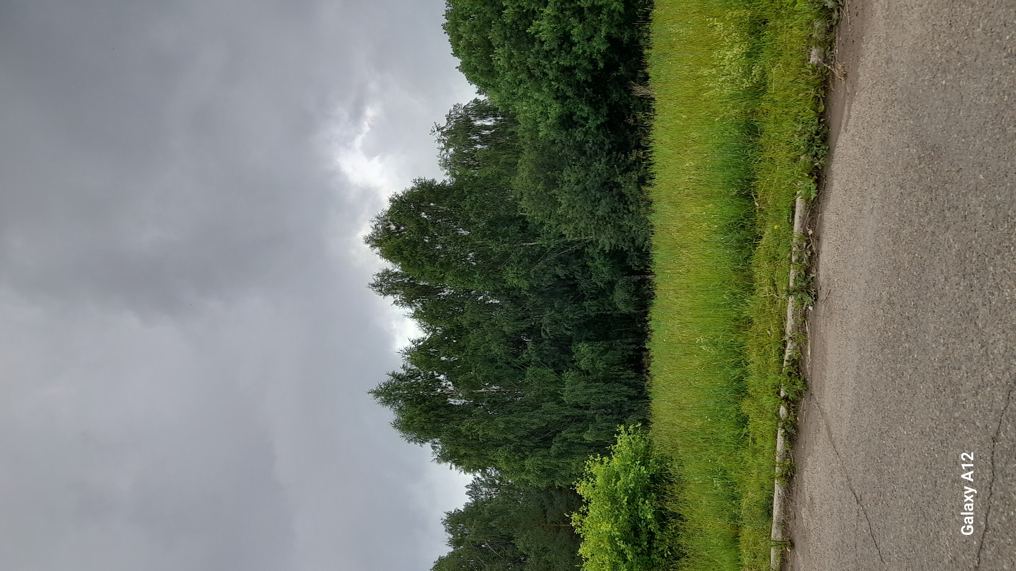 A low-angle, full-shot vertical photograph captures a cloudy day with a dense forest bordering a grassy field, a curb, and a cracked asphalt road in Markovskii, Russia. The sky is overcast with heavy gray clouds. The forest, a mix of deciduous and coniferous trees, is dense and dark green. A bright green, bushy shrub is in the foreground to the left. The field in front of the forest is tall and overgrown with various green grasses and wildflowers. The curb is a thin concrete strip separating the grass from the road. The asphalt road has visible cracks and is gray in color. The "Galaxy A12" watermark is present in the bottom left corner of the image. There are no people or animals visible in the scene.