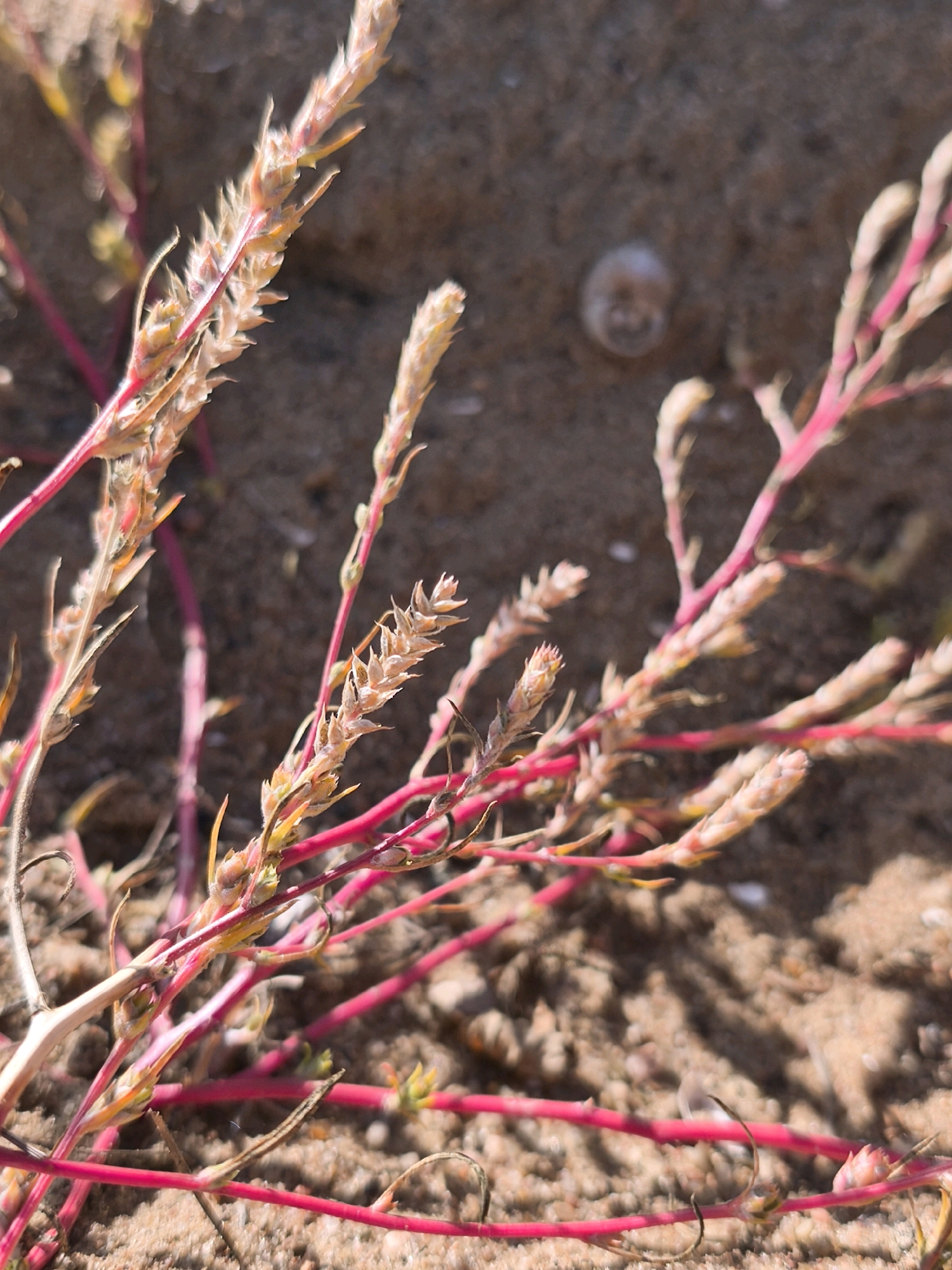 A close-up, low-angle shot captures a patch of dried, straw-colored plant stalks with bright pink stems growing in sandy soil. The stalks are arranged in a cluster, with some pointing upwards and others trailing towards the ground. The sandy soil appears dry and slightly textured, with small pebbles and the hint of a tiny, light-colored shell visible in the background. Sunlight casts shadows across the scene, highlighting the intricate details of the plants. The overall impression is one of arid resilience. The image is located in Mahilyow, Belarus.
