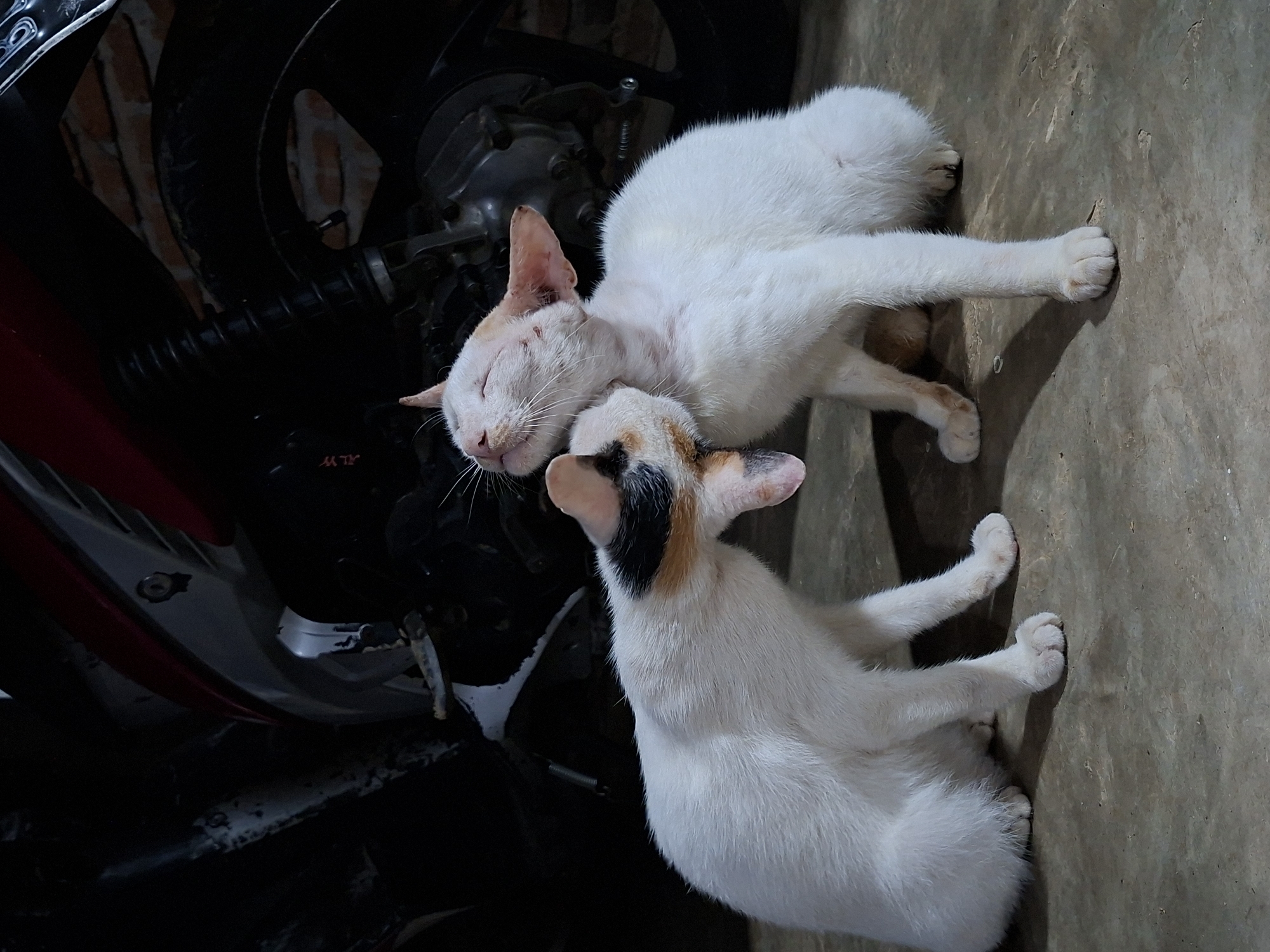 Two cats are lying on a concrete surface next to a motorcycle. The top cat is mostly white with some tan markings and is lying with its eyes closed. The bottom cat is white with black and tan markings on its head. They are located in Kutaglumpang, Indonesia.