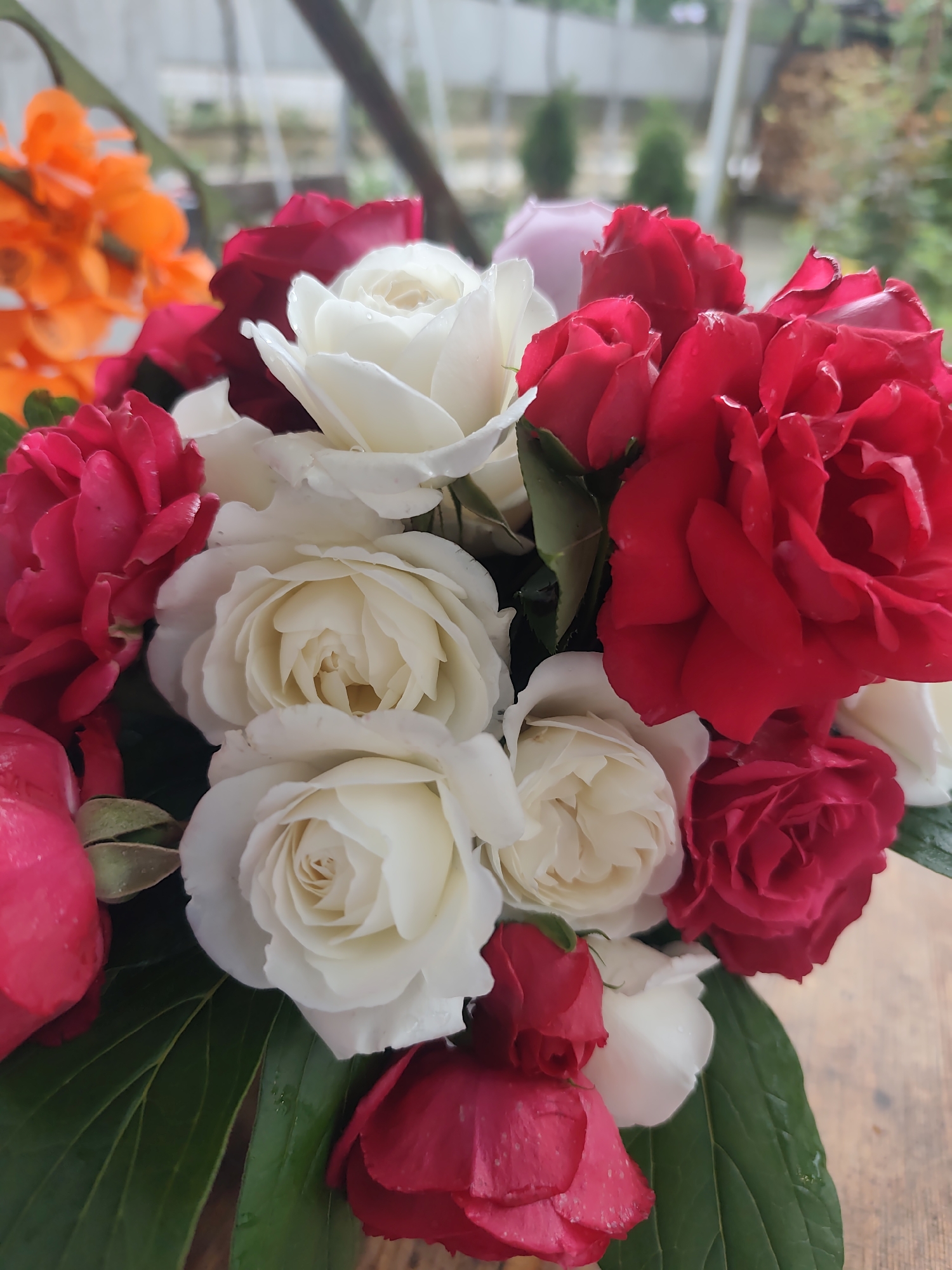 A close-up shot shows a bouquet of mixed roses, predominantly red and white, with a few hints of orange and pink in the blurred background. The roses are in full bloom, with visible water droplets suggesting recent watering or rain. Green leaves provide a backdrop to the colorful blooms. The setting appears to be indoors near a window, as suggested by the blurred outdoor scene visible through the glass, which includes foliage and building structures. The wooden surface beneath the bouquet indicates the location is likely a table or counter. The city is Unknown, Unknown.
