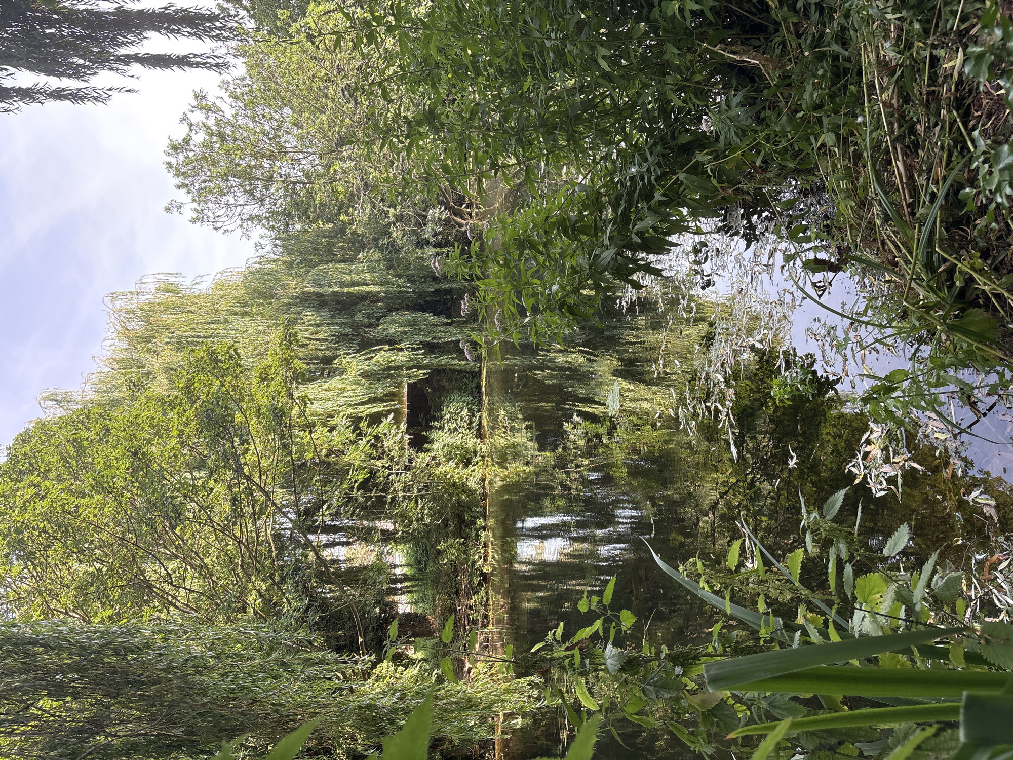 The image depicts a tranquil pond scene at Hylands Estate in Chelmsford, United Kingdom. Lush green foliage, including weeping willow trees and dense undergrowth, frames the dark water. The surface of the pond is covered with fallen leaves and reflects the surrounding trees and a sliver of the sky. The scene is devoid of human presence. The lighting suggests it is daytime, with sunlight filtering through the trees, creating dappled patterns on the water. The overall impression is one of natural serenity and undisturbed wilderness within a park setting.