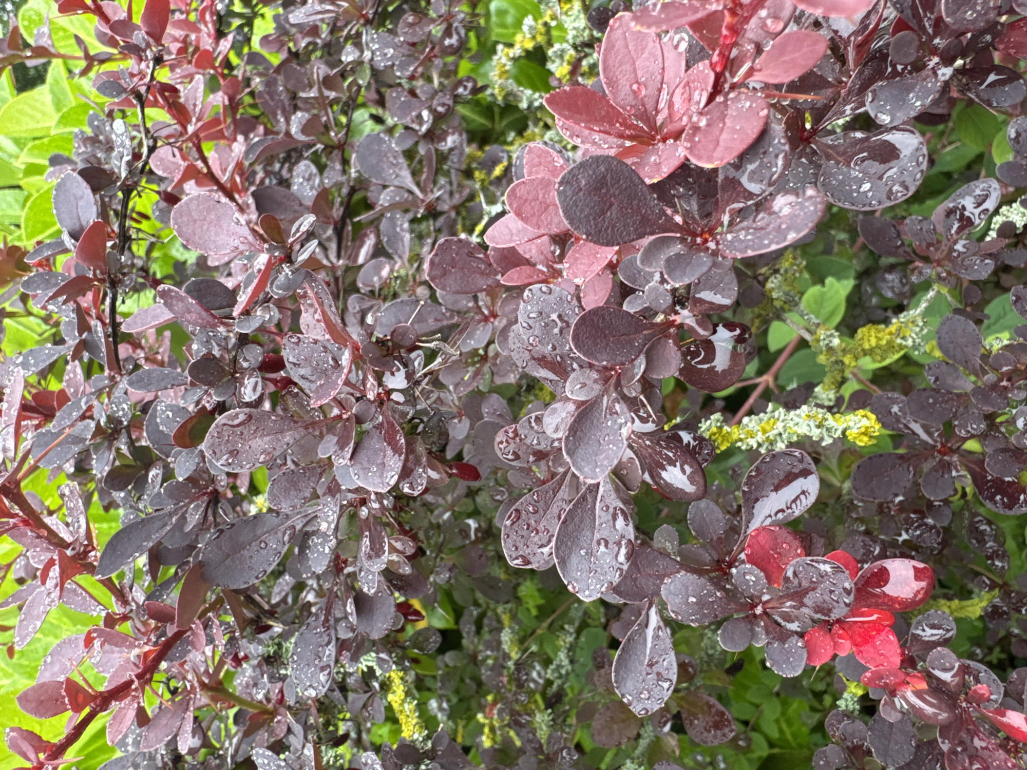 The image is a close-up, vertical shot of a barberry bush after a rain. The leaves of the bush are a deep burgundy color, with some lighter pinkish-red new growth. Many of the leaves have water droplets on them, which appear as small, clear spheres that reflect the light. The bush is dense, with many branches and leaves overlapping each other. In the background, there are blurred green leaves, suggesting other foliage surrounding the barberry. There are also some small, fuzzy, yellow-green growths on some of the branches. The overall impression is one of a lush, wet garden plant. The location is unknown.