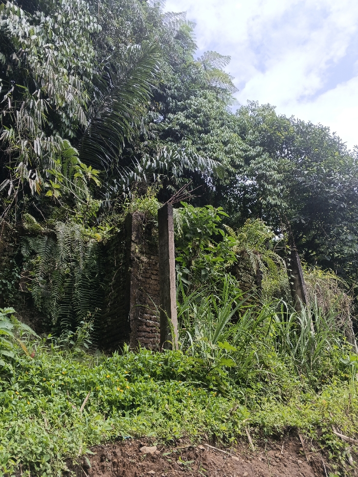 This image, set in Bình Hải, Vietnam, depicts a dense, overgrown natural environment with remnants of human construction. The scene is dominated by lush green vegetation, including large ferns, bamboo, and various broadleaf trees, extending from the foreground upwards to the top of the frame, obscuring most of the background. In the central mid-ground, two weathered concrete pillars stand partially upright, with what appears to be a section of a brick wall structure situated between them, all heavily integrated with and partially obscured by plant growth. The central concrete pillar features exposed rebar protruding from its top. The ground in the foreground is earthen, with sparse rocks and a thick layer of diverse green ground cover, including plants with small yellow flowers and tall, blade-like grasses. The sky, visible in the upper right quadrant, is partly cloudy with patches of blue. No individuals or animals are present, and no overt actions or interactions are depicted. The overall impression is one of structures being reclaimed by nature.