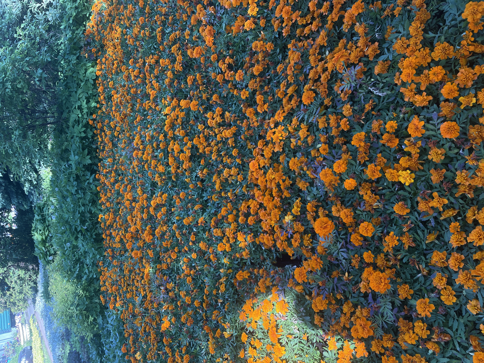 This media file captures a vibrant outdoor scene, primarily dominated by a large, dense flowerbed. The main subjects are numerous orange flowers, likely marigolds, which fill most of the right side of the frame. These flowers are tightly packed, creating a continuous, textured carpet of bright, warm orange and yellowish-orange blooms. Many appear in full bloom, though some exhibit slight wilting. The foliage beneath the flowers is a rich, dark green, with some leaves displaying a subtle purplish hue.
To the left of the extensive flowerbed, a thick band of lush green foliage from various trees and bushes forms a verdant backdrop. Further into the distance on this side, a pathway or paved area is visible, bordered by rows of other plants, including lighter green and bluish varieties. A hint of a green structure or fence can also be discerned in the far background.
The scene is illuminated by natural daylight. There are areas of both direct light and soft shadow across the flowerbed, suggesting either an overcast sky or directional light from a source not directly overhead, possibly indicating early morning or late afternoon. No specific activity or event is taking place; the image presents a static landscape of a well-maintained garden or park. The overall impression is one of natural beauty and tranquility. No visible text is present in the image. The setting is consistent with a cultivated outdoor space, such as those found in Saint Petersburg, Russia.
