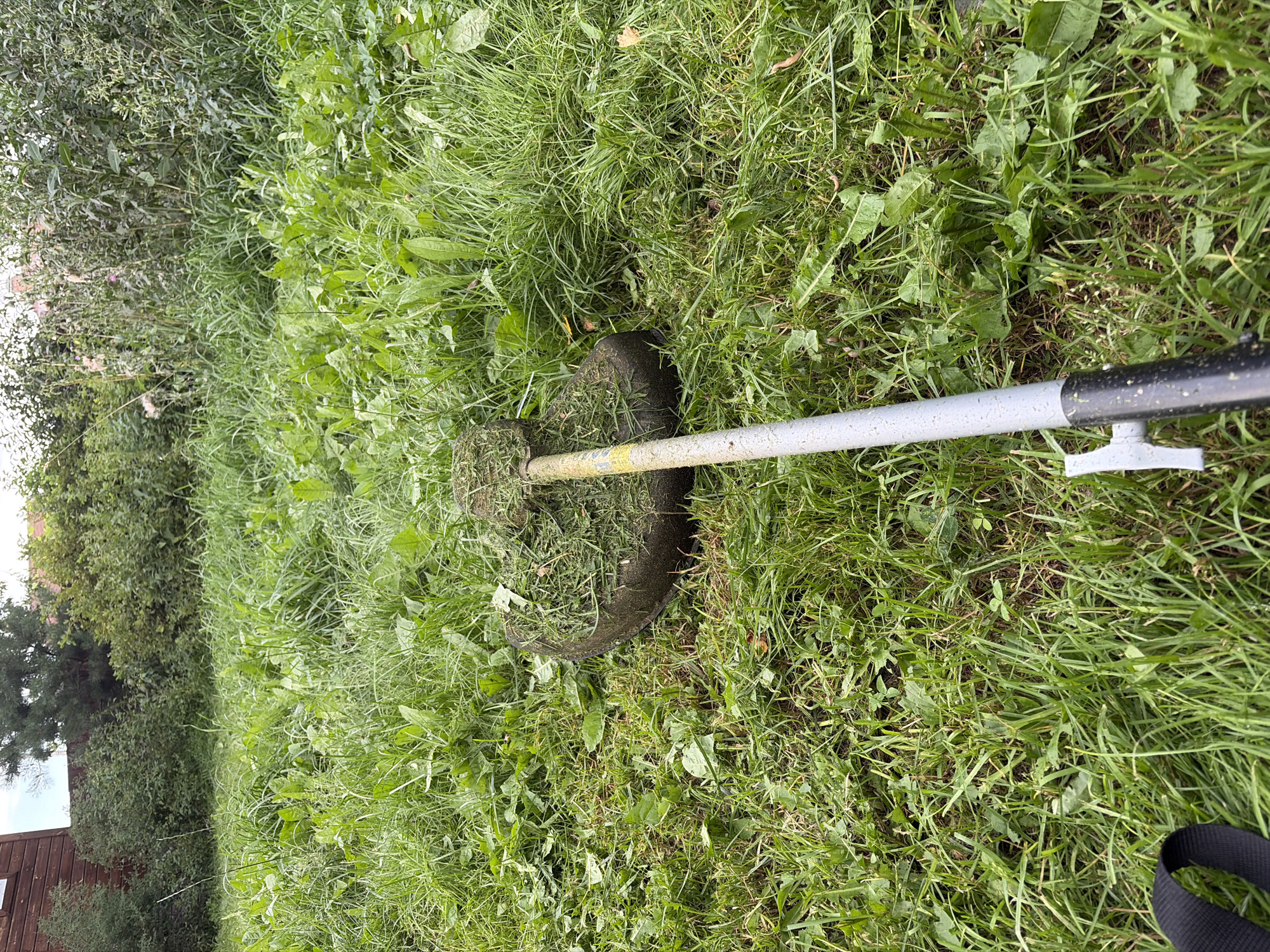 The image shows a close-up view of a weed trimmer lying in overgrown grass. The trimmer's head, partially covered in cut grass, is visible in the lower center of the frame, connected to a long shaft that extends towards the foreground. The grass is tall and dense, with various types of weeds and some fallen leaves scattered throughout. In the background, there is dense vegetation, including bushes and trees, and a portion of a wooden structure, possibly a shed or house, is visible on the far left. The overall scene depicts an unkempt yard in a rural or suburban setting. The image does not provide information about the city of Belaya, Russia, as there are no recognizable landmarks or contextual clues to indicate a specific location.