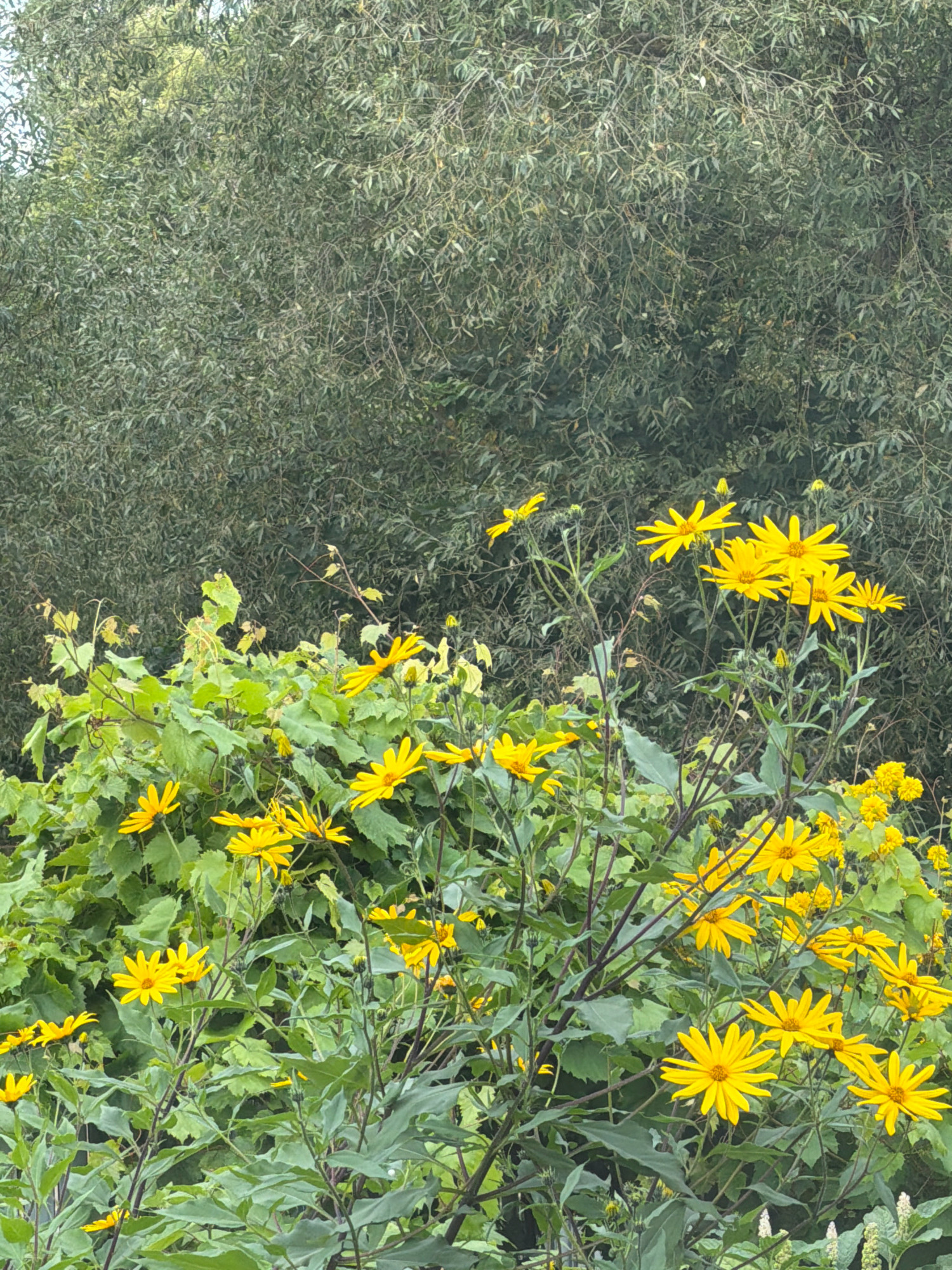 In Teterevo, Russia, a cluster of bright yellow sunflowers blooms against a backdrop of dense green foliage. The flowers, with their distinctive daisy-like petals, are positioned in the lower half of the frame, interspersed with large, green leaves and thin, dark stems. The background is dominated by the muted green of an abundant tree line, its leaves creating a textured, almost uniform mass. The lighting suggests an overcast or diffused daylight, with no harsh shadows. There are no people or animals visible in the scene, which is a purely natural outdoor environment.