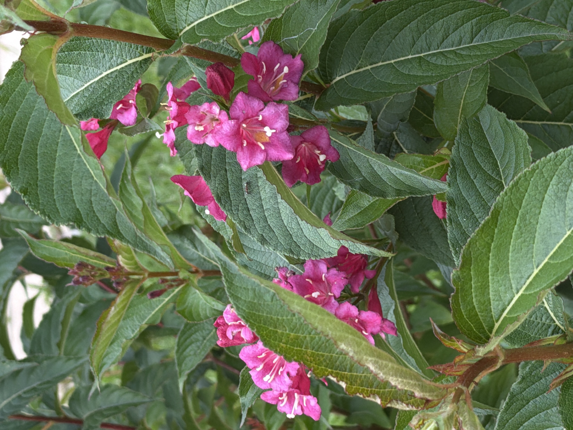 A close-up, eye-level shot shows a cluster of vibrant pink Weigela flowers nestled amongst lush green foliage. The flowers are funnel-shaped with five petals, featuring delicate white stamens and yellow centers. Some of the flowers are fully open, while others are still in bud form. The leaves are ovate with serrated edges and prominent veins. The stems are reddish-brown and woody. The background is softly blurred, suggesting an outdoor environment with dappled sunlight filtering through the leaves. The scene is likely captured in a park or garden within the city of Kyiv, Ukraine, given the context of the request. No people or animals are visible in the image.