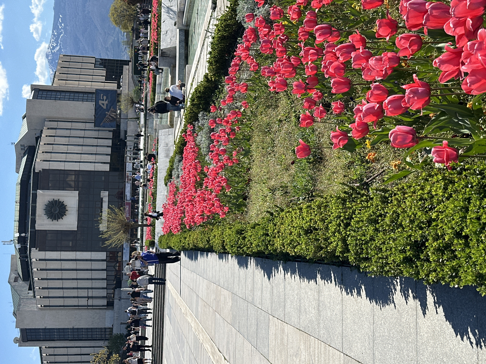 The image shows a sunny day in Sofia, Bulgaria, featuring the National Palace of Culture (NDK) and its surrounding plaza. A large bed of red tulips lines the right side of the plaza, separated from a paved walkway by a trimmed green hedge. People are walking and standing along the plaza, some near the building and others closer to the flowers. The NDK, a large, modern building with a geometric facade, dominates the left side of the image. A mountain range is visible in the background under a blue sky with some clouds. A banner reading 45 is displayed on the building. The ground is paved with light-colored stone tiles. The scene appears to be a public space, bustling with activity.