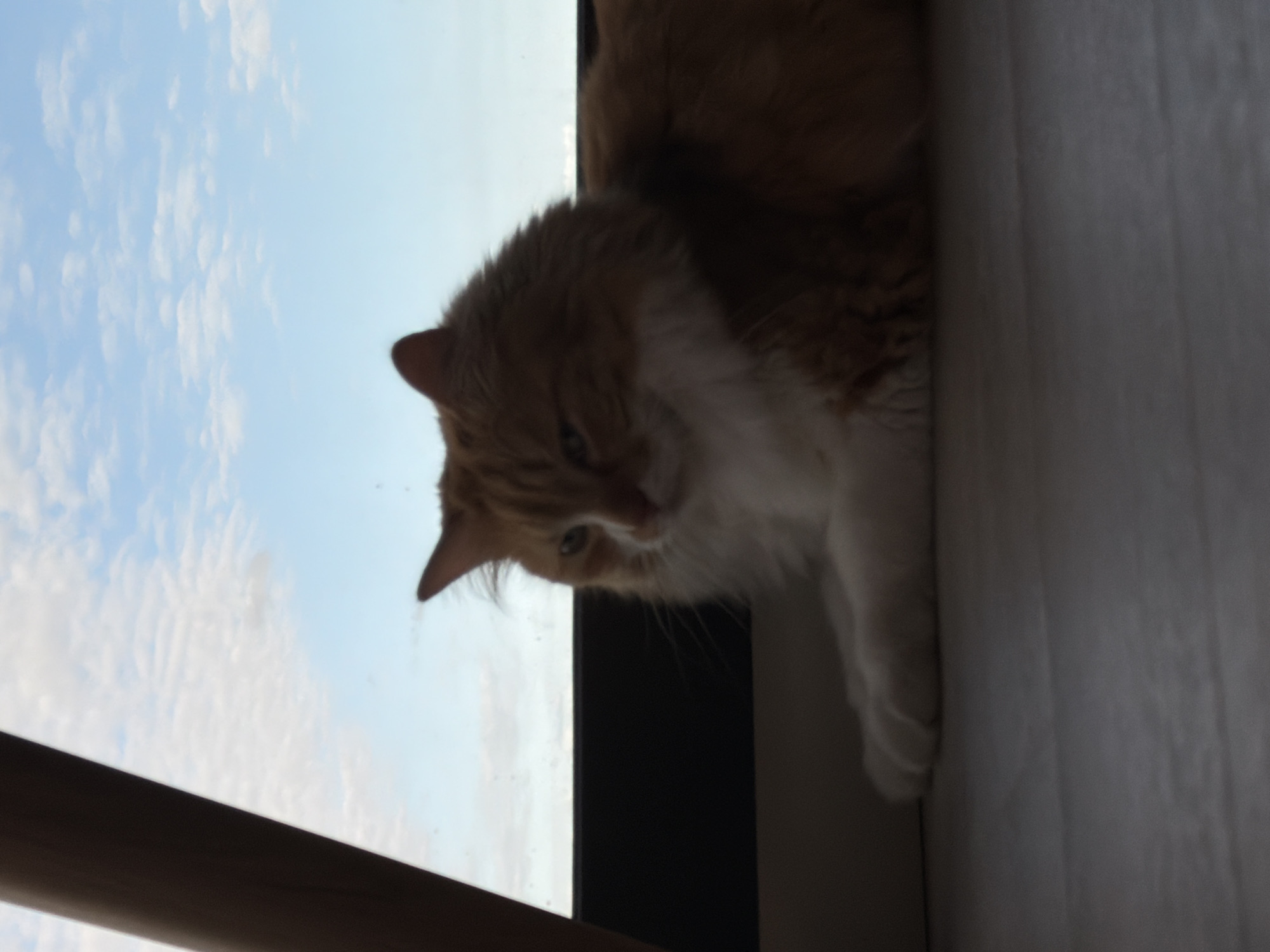 A ginger and white cat is perched on a windowsill, looking down. The cat is the primary subject, with its fur appearing soft and slightly fluffy. The background consists of a bright blue sky with scattered white clouds, suggesting it's daytime. The view from the window implies the cat is indoors, likely in a home or apartment. The angle of the shot is from below, looking up at the cat and the sky. A dark window frame is visible, separating the indoor space from the outdoor scene. To the right of the cat, there is a textured, light-colored surface, possibly a wall or furniture. The lighting suggests it's daytime, with natural light coming from the window. No text is visible in the image.
