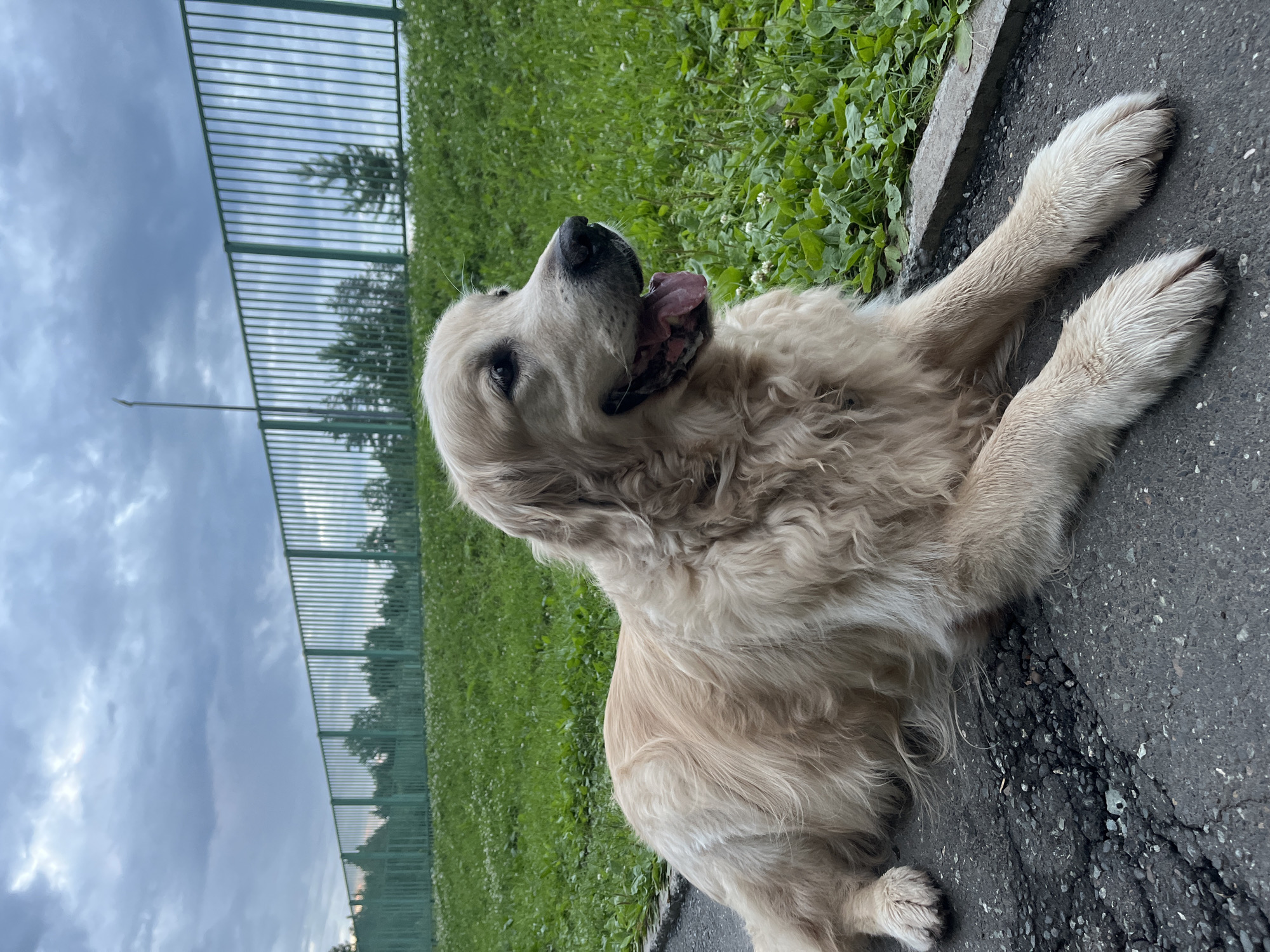 A light-colored Golden Retriever lies on its side on a cracked asphalt path. The dog's fur is long and slightly wavy, and its tongue is hanging out. In the background, a green metal fence runs horizontally across the frame, separating the path from a lush green lawn dotted with white flowers. Beyond the lawn, trees are visible, and the sky is cloudy and overcast. A concrete border runs along the edge of the asphalt path. The scene appears to be outdoors in a park or a similar public space.