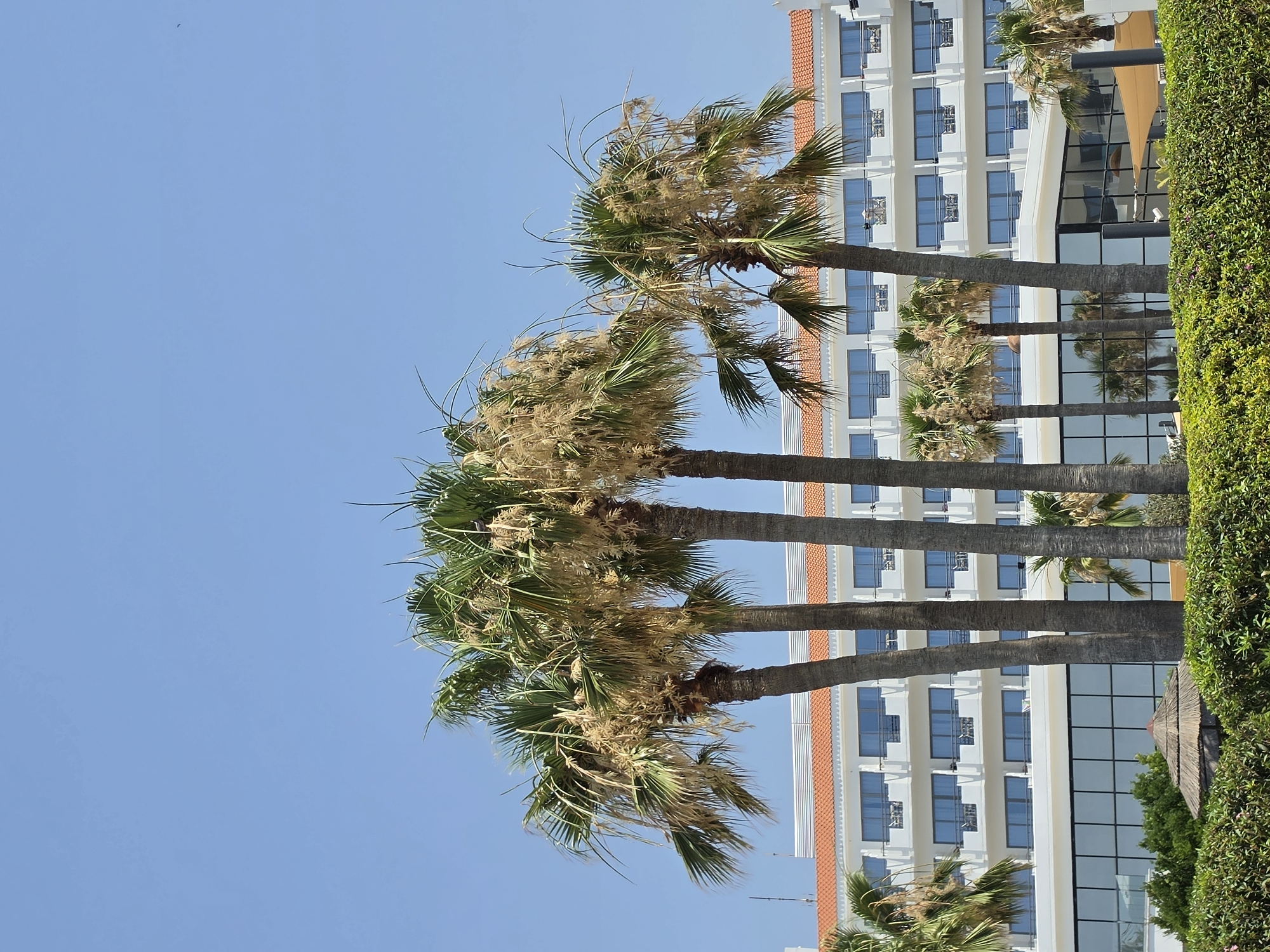 In Hlorakas Community, Cyprus, a sunlit day presents a low-angle view of several tall palm trees with lush green fronds in the foreground. Behind them stands a multi-story white building with a terracotta-tiled roof and numerous rectangular windows, some featuring balconies. The building's lower section has a modern glass facade. A dense green hedge runs along the bottom of the frame, partially obscuring a thatched-roof structure. The sky is a clear, bright blue.