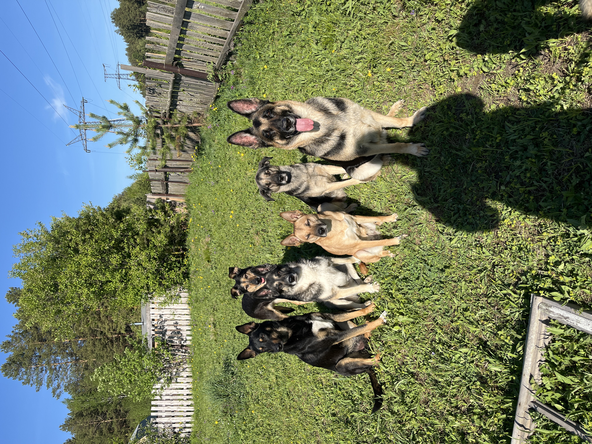 A grassy yard scene shows five dogs of varying breeds, sizes, and colors in Nizhny Tagil, Russia. A large German Shepherd sits at the top, followed by four dogs of similar size but differing breeds and coloration: a smaller shepherd-mix, a tan dog, a mixed-breed black and white dog, and a mixed-breed dark brown dog. The dogs are arranged in a line. The yard is bordered by a wooden fence on the left and back. A power line is visible in the upper left corner. A wooden frame rests in the bottom right corner. Green foliage surrounds the yard. The sky is blue and cloudless.