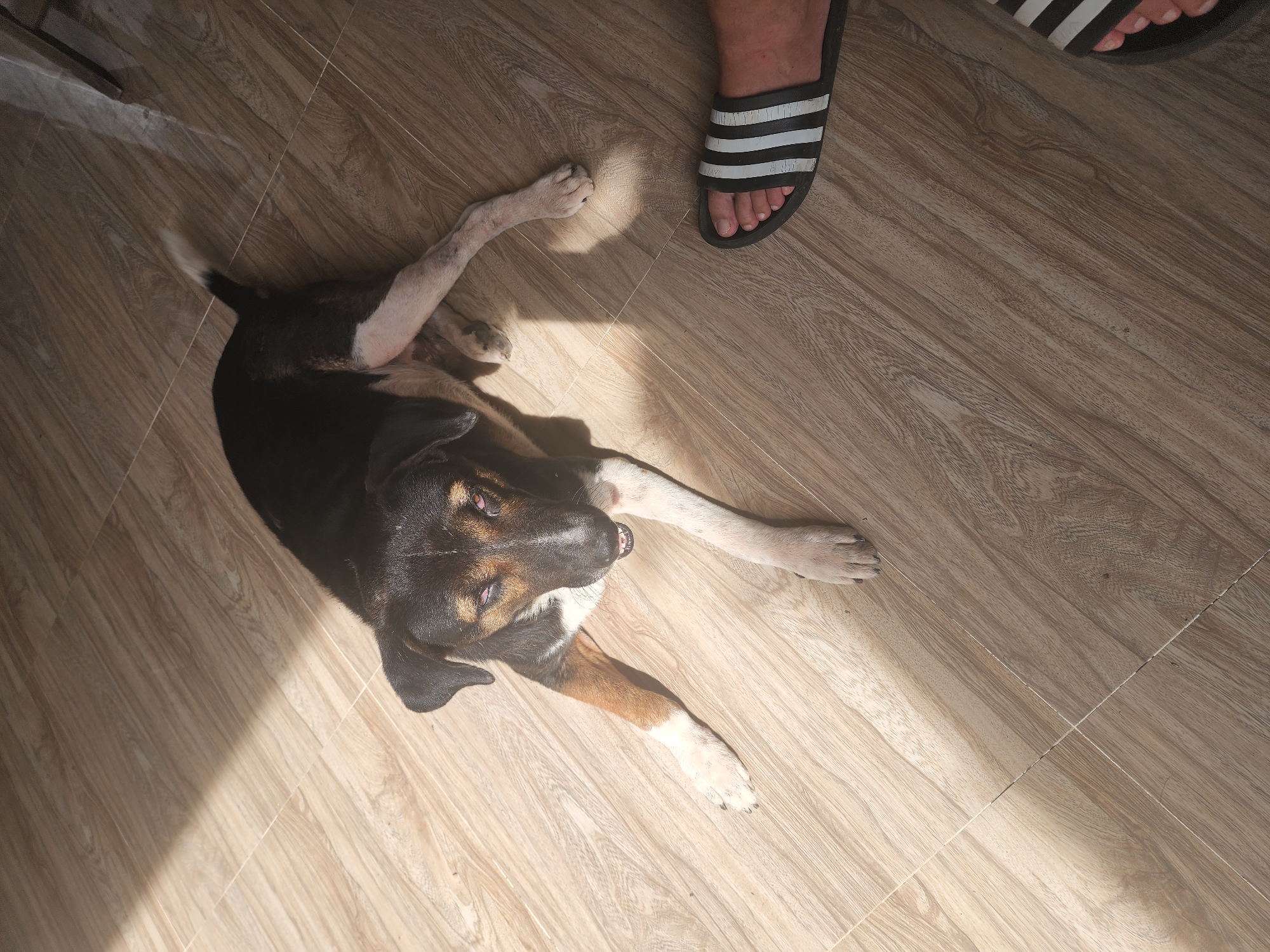 A black and tan dog lies on a light-colored tiled floor, with diagonal sunlight casting shadows across the scene. The dog is lying on its side, with its head turned towards the viewer. Its eyes are open, and its mouth is slightly ajar, revealing its teeth. The dog's fur is short and appears to be clean. The floor tiles are laid in a grid pattern and have a wood-grain texture. In the lower right corner of the image, a person's foot wearing a black and white striped slide sandal is visible. The scene appears to be indoors, possibly in a home or a public space with a tiled floor. The image does not contain specific indicators of location in Phan Thiet Ward, Vietnam.