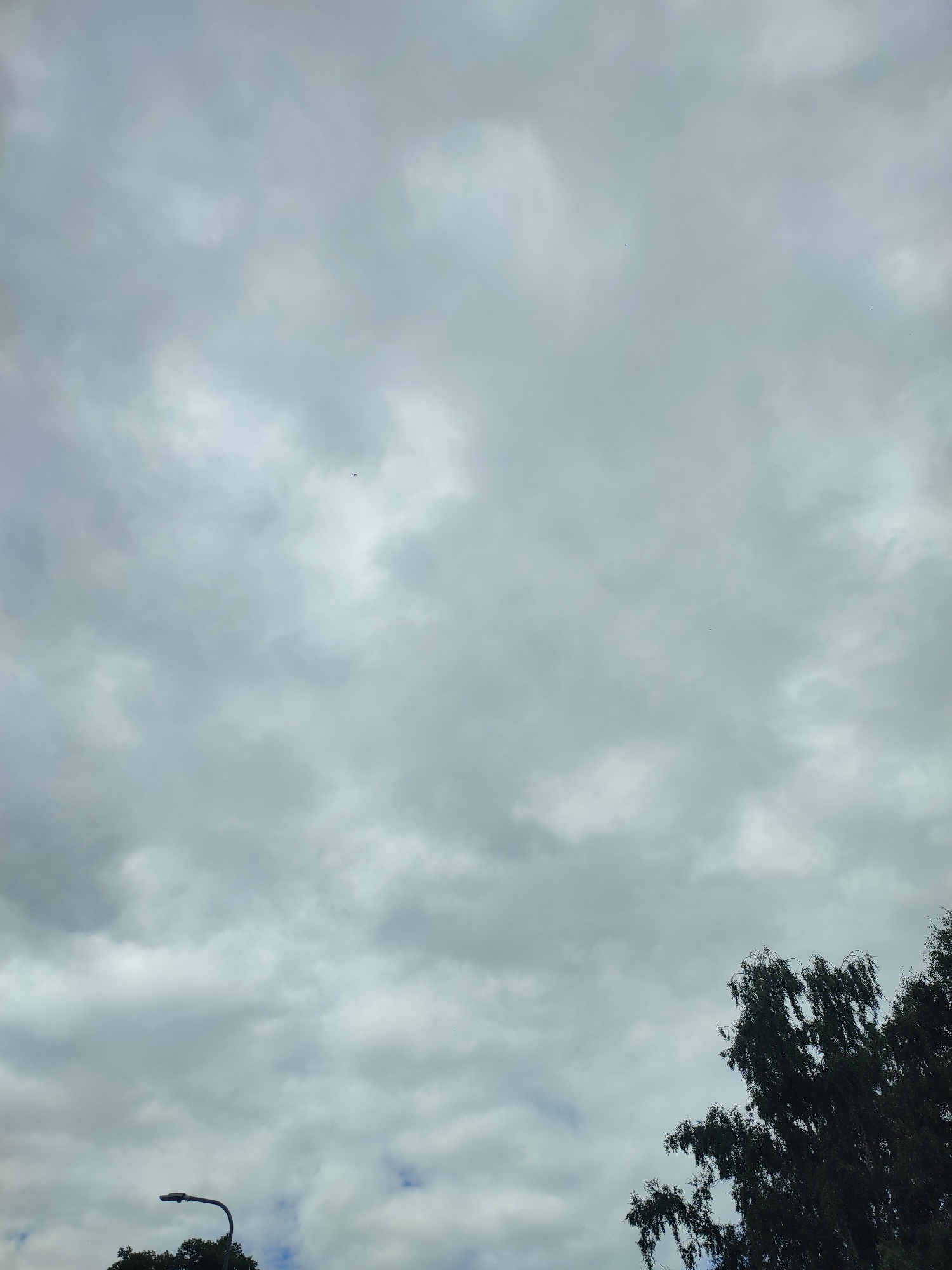 The image depicts an overcast sky with a scattering of clouds. In the lower left quadrant, a portion of a street lamp with a curved pole is visible, extending upwards. Partially obscuring the bottom right of the frame is the dark green foliage of a tree, its branches appearing somewhat windblown. The overall scene suggests an outdoor environment, likely in a city, under a cloudy sky. Given the context provided, this scene is located in Riga, Latvia.