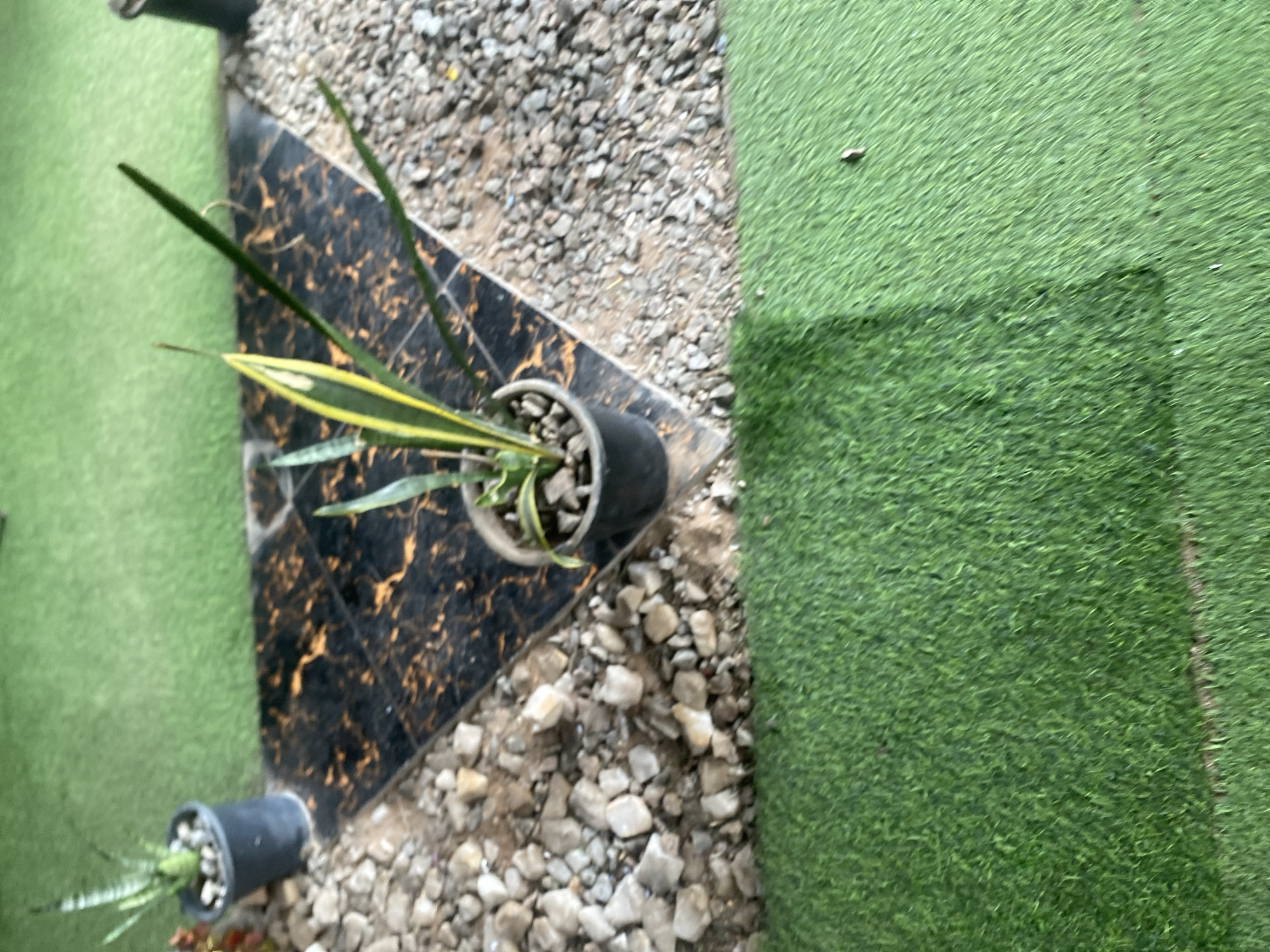 The media file shows a close-up, angled view of an outdoor setting with artificial turf and gravel. In the foreground, there are two potted plants. The larger plant, in a black pot, has long, variegated green and yellow leaves. It is placed on a triangular section of black and gold marbled tile. Beside it, closer to the bottom of the frame, is another smaller potted plant with thin, green leaves, also in a black pot. The area surrounding the plants consists of small, light-colored gravel and dirt. To the right of the scene, a large expanse of green artificial turf is visible, with a shadow cast upon it. A small, dark object, possibly a fallen leaf or insect, is present on the turf. The lighting suggests it is daytime, and the presence of artificial turf and gravel indicates an urban or landscaped outdoor environment, possibly a garden or patio. There is no visible text in the image. The overall impression is a carefully arranged, possibly decorative, outdoor space.