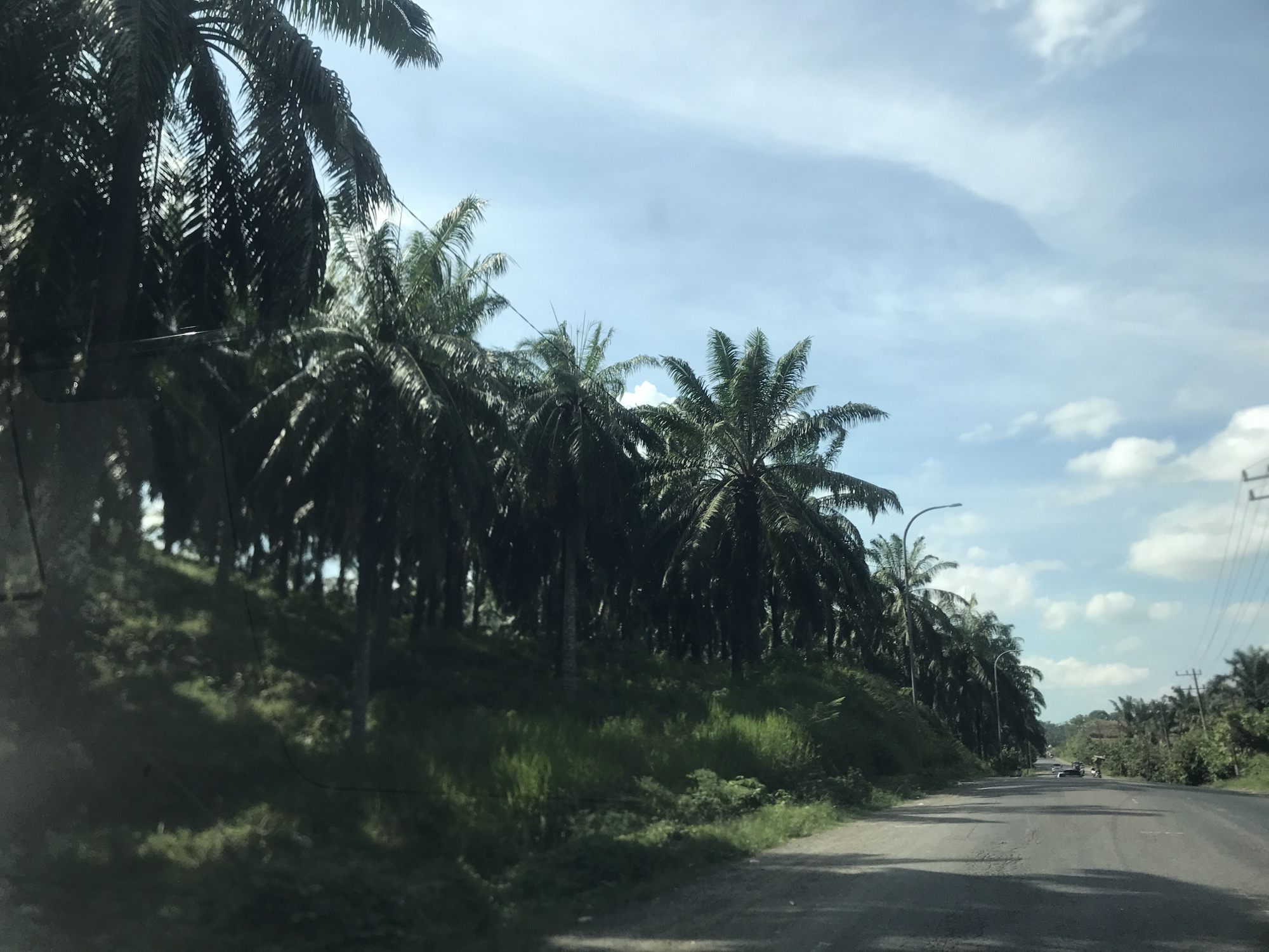The photograph captures a scene on a road in Seumadam, Indonesia. A line of palm trees flanks the left side of the road, creating a shaded area. The road itself is asphalt, showing signs of wear with cracks and patches. In the distance, several vehicles can be seen driving on the road. Utility poles with lines run along the right side of the road. The sky is blue with scattered clouds. The vegetation is lush and green. The photo seems to be taken from inside a vehicle.