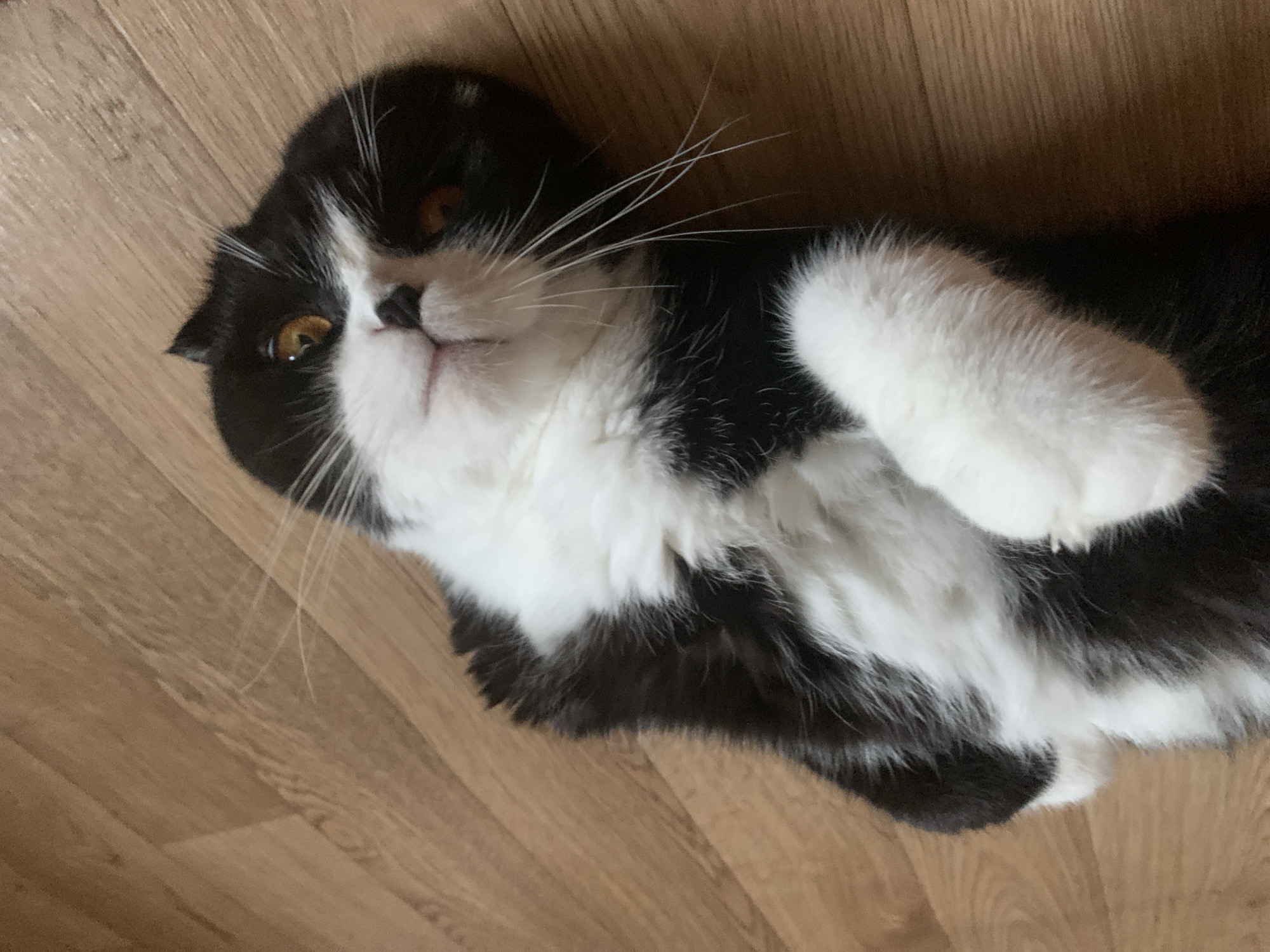 A black and white cat lies on its back on a light brown wooden floor. The cat has yellow eyes and is looking up and to the right. Its paws are extended upwards. The cat's fur is fluffy and appears soft. The wooden floor has a visible grain pattern and appears to be made of planks. There are no other subjects or objects visible in the image. The scene is indoors, likely a domestic setting. There is no information available to determine the location in Panteleevka, Russia.