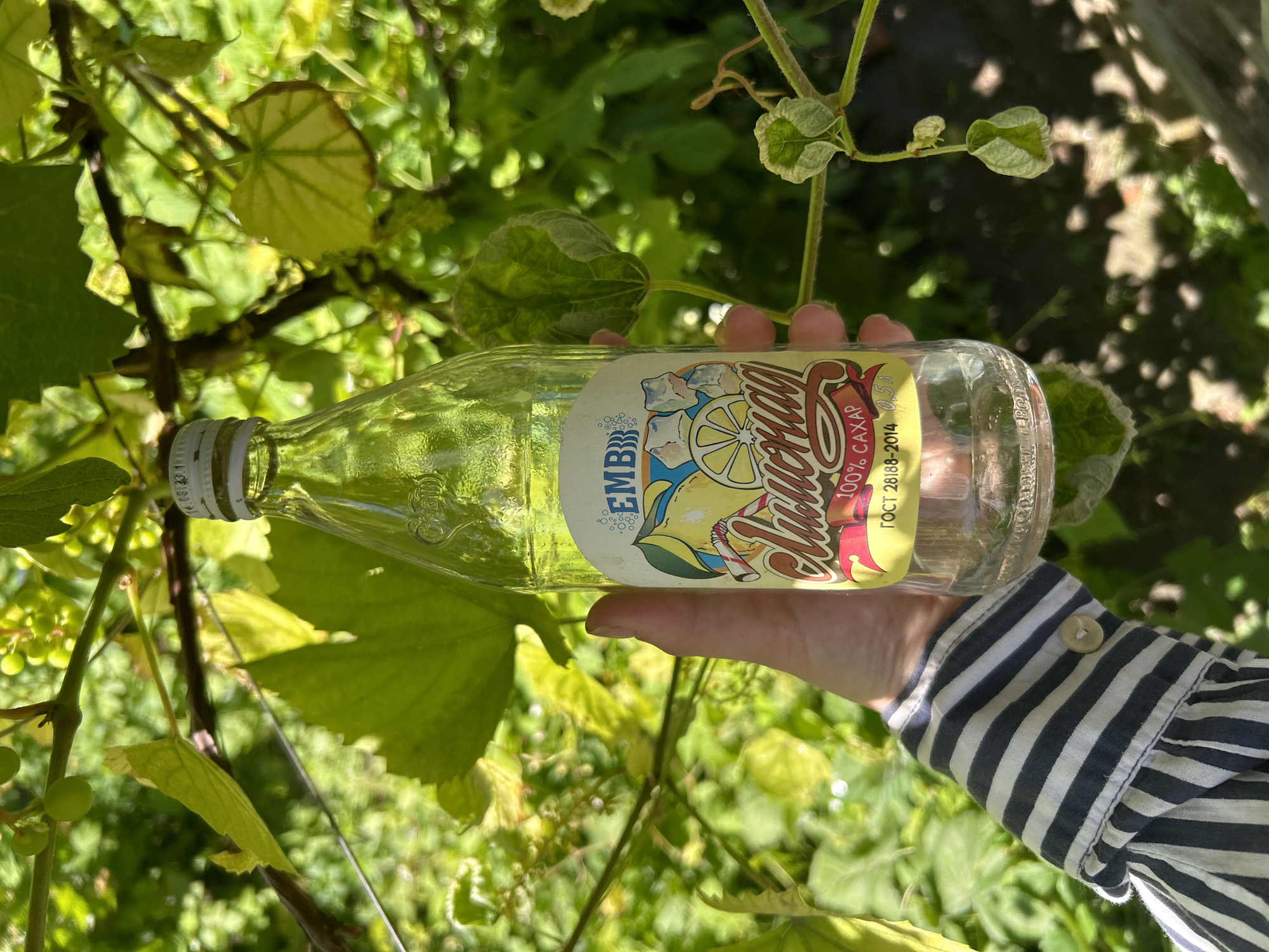 A hand wearing a striped shirt holds a glass bottle of "Lemonade" with a yellow label, surrounded by green foliage and vines. The label features a drawing of lemons, ice cubes, and a straw, and text that appears to be in Russian. The bottle is partially filled with a clear liquid. The background is lush and green, suggesting an outdoor setting, possibly a garden or vineyard. The image was captured in Zvonarevka, Russia.