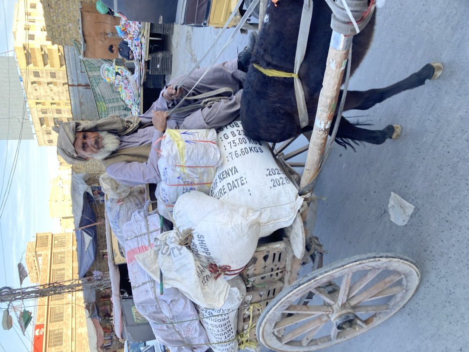 The image depicts an urban street scene in Quetta City Tehsil, Pakistan, under daylight conditions. The central subject is an elderly man seated on a wooden donkey cart heavily laden with numerous large, white, and beige sacks. The man possesses a long white beard and is wearing a light-colored shalwar kameez, a brown waistcoat, and a beige turban. He holds reins in his hands, which connect to a dark-brown donkey harnessed to the cart. The sacks on the cart display visible text, including "PURE DATE," "KENYA," "76.60 KGS," and "2020." The cart features two large wooden wheels, one of which is prominently visible on the left. A light-colored, angular piece of debris lies on the paved road surface near the cart wheel.
In the background, multiple multi-story buildings with light-colored facades are visible under a clear, light blue sky. Several market stalls with tarpaulin covers are present, displaying various colorful items, possibly merchandise. One stall on the right shows a man seated behind a display of colorful packaged goods. A yellow auto-rickshaw or similar vehicle is partially visible on the far right. A utility pole with overhead wires is located on the left, and a red banner with a white emblem is affixed to a background structure. The overall environment suggests a bustling commercial or residential area within a city.