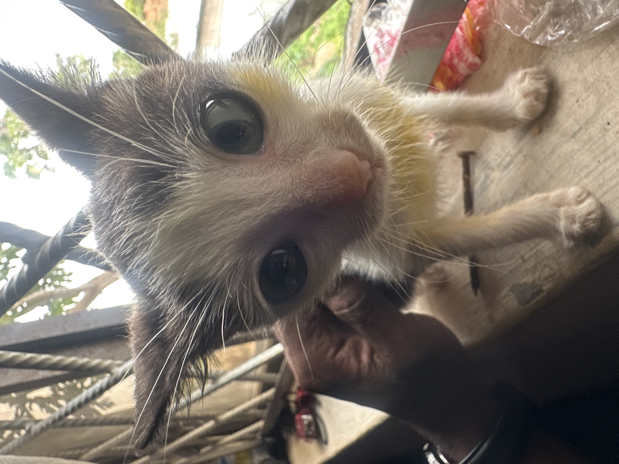 A close-up, eye-level, outdoor shot shows a young kitten with large, dark eyes. The kitten's fur is predominantly white with dark brown markings on its head and ears. Its ears are large and pointed, and it has long white whiskers. The kitten is standing on a wooden surface. To the left of the frame, a dark-skinned hand is holding the kitten by its neck area. In the background, metal bars and blurred greenery are visible, suggesting an outdoor environment, possibly a window grate. The scene appears to be set in Jos, Nigeria, though no specific landmarks are identifiable.