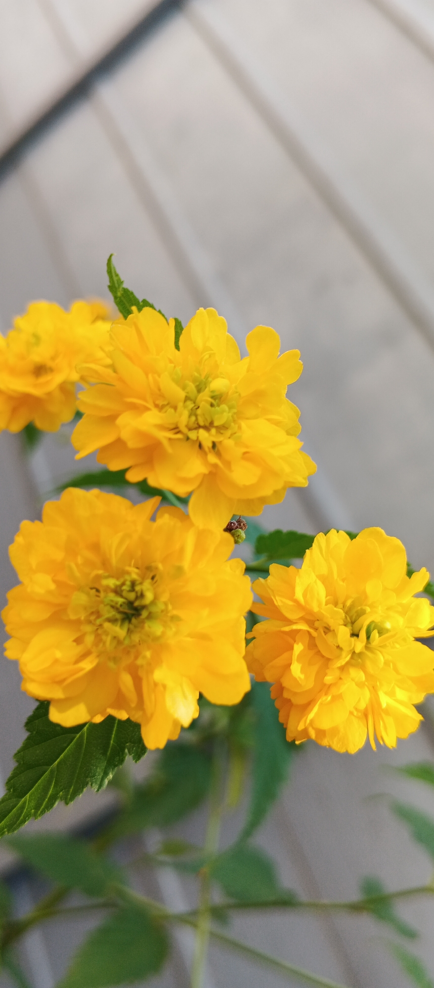 This is a close-up, vertical, outdoor photograph of several bright yellow, multi-petaled flowers, likely Kerria japonica, in full bloom. The flowers are the primary subjects, occupying most of the frame. One prominent flower is in the foreground, slightly to the left of center, showcasing its intricate structure. To its right and slightly behind is another full bloom. In the upper left and upper right of the image, two other yellow flowers are visible, though they are out of focus. Green leaves, characteristic of the plant, are interspersed with the flowers. A tiny insect, possibly a bee or fly, is visible on a stem between two of the flowers. The background consists of a neutral, slightly textured surface, appearing to be painted wooden planks, possibly the side of a building or fence. The lighting suggests a sunny day, casting soft shadows and highlighting the vibrant yellow of the blossoms. The location is described as being in Berehove, Ukraine.