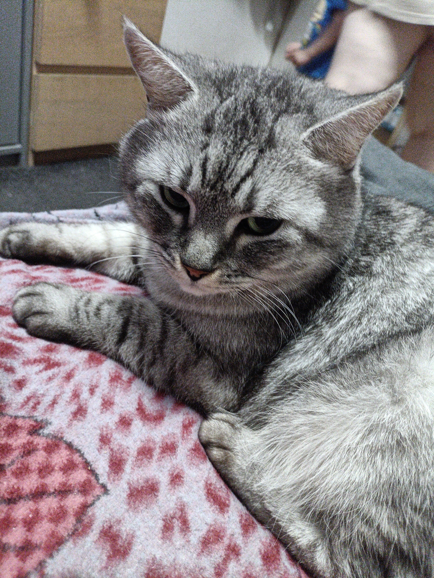 A grey tabby cat is lying on a pink and red patterned blanket. The cat's head is facing forward, with its ears perked up and its eyes looking slightly to the left. Its paws are extended in front of it. The background is blurred but appears to be an indoor setting with some furniture. The image is taken from a close-up perspective, focusing on the cat. There is no indication of Prague, Czechia in the image.