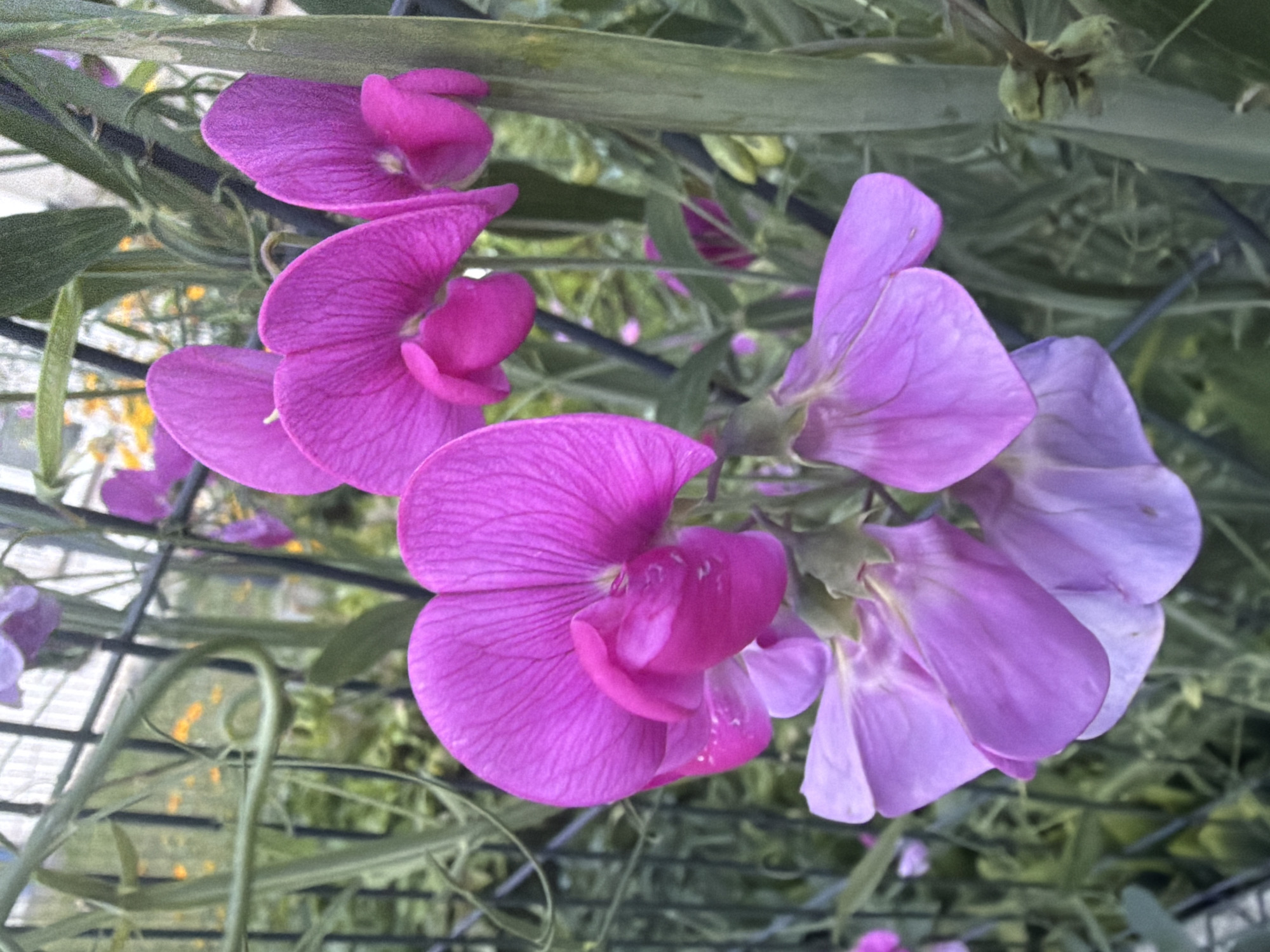The image displays a close-up view of several vibrant magenta and lavender sweet pea flowers. The flowers are clustered together on thin, green stems, with some appearing to be in full bloom and others in various stages of unfurling. The petals are delicate and have visible veining. In the background, a black metal fence can be seen, along with blurred green foliage and hints of yellow flowers. The lighting suggests an outdoor setting, possibly a garden or park. There are no people or animals present in the image. The image appears to have been taken in Szczecin, Poland, specifically within the area of a botanical garden or a well-maintained park, given the presence of cultivated flowering plants and a fencing structure typical of such environments.