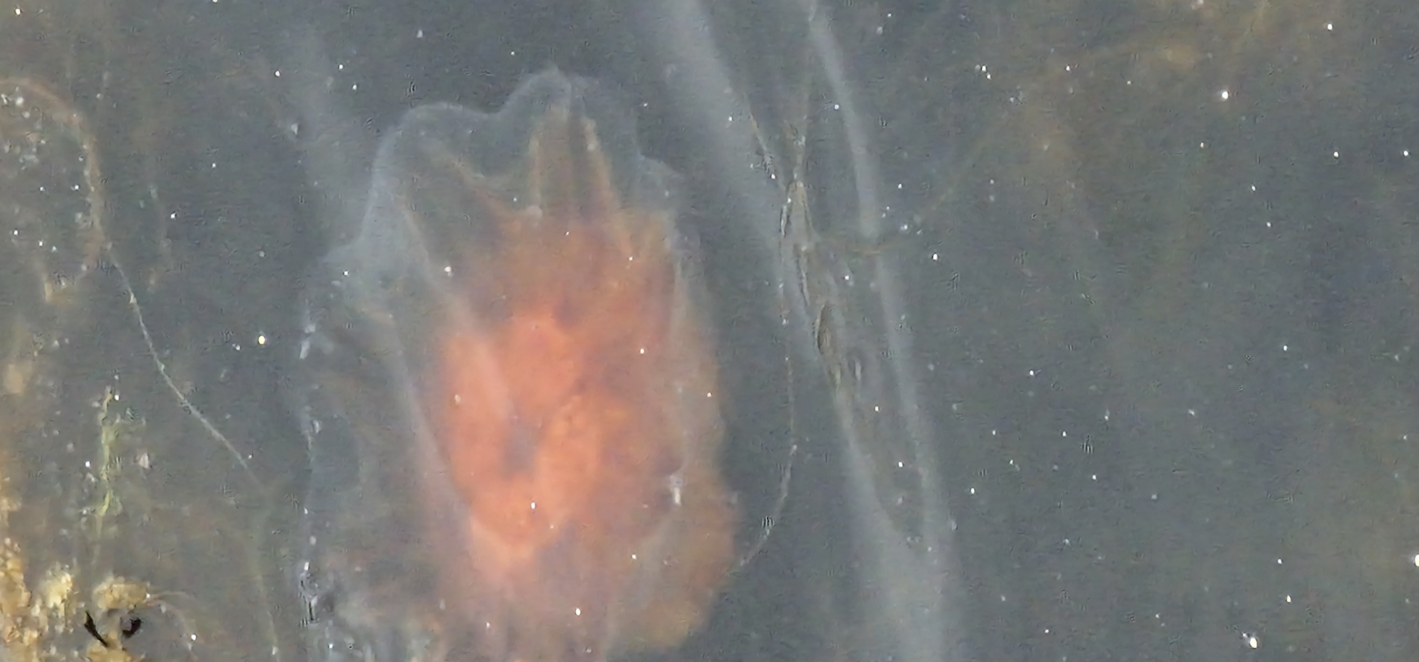 An orange jellyfish is suspended in dark, murky water. Small white specks, possibly plankton or air bubbles, are scattered throughout the scene. The jellyfish has a rounded, translucent bell with a more intensely colored central mass. Wispy, translucent tendrils extend from the bell into the surrounding water. The overall impression is one of natural buoyancy and underwater movement, with no visible human presence or man-made structures in the immediate vicinity. The image appears to be an underwater or close-up shot, capturing the organism in its aquatic environment.