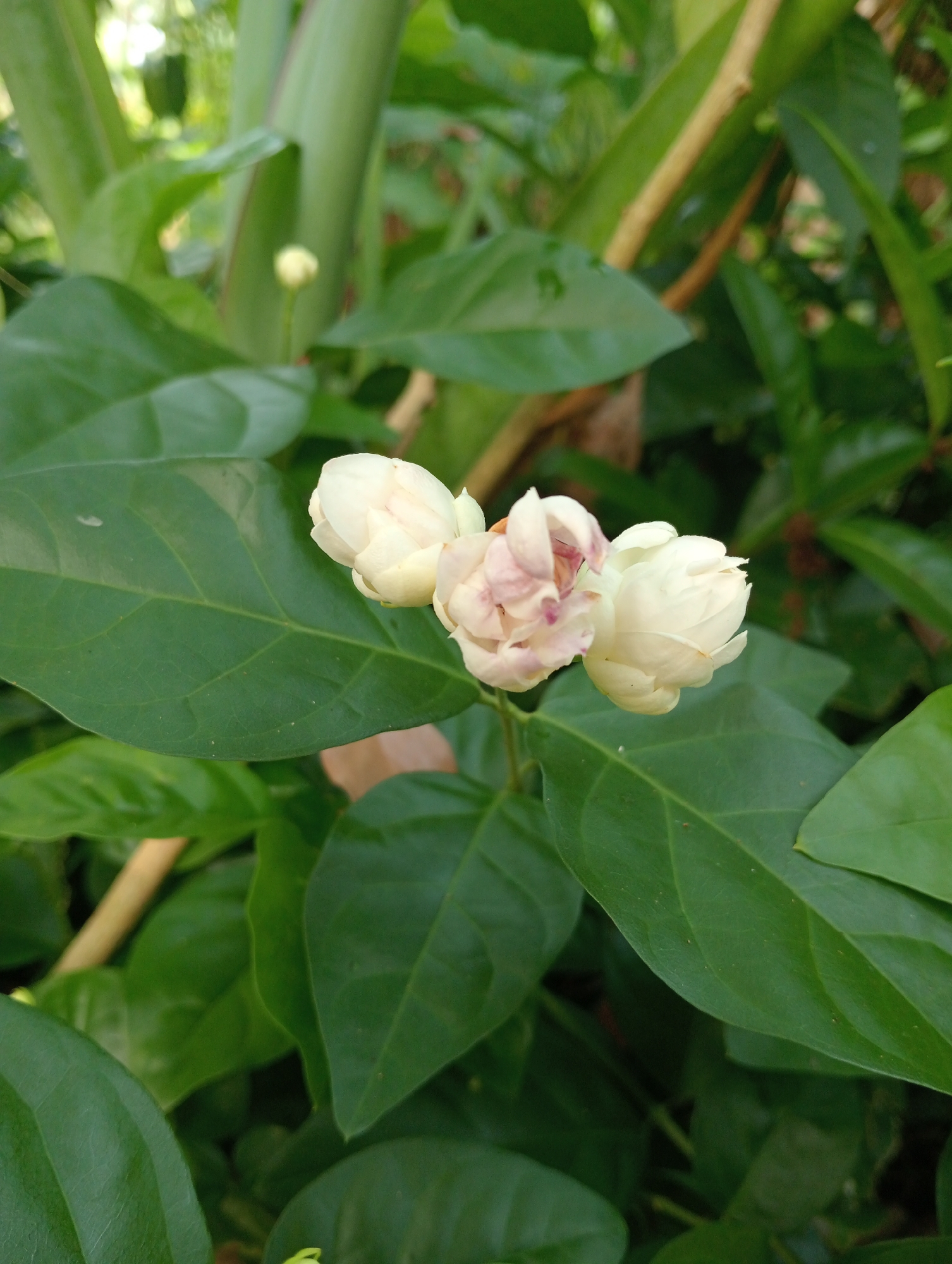In Campago Barat, Indonesia, this close-up shot captures three jasmine flower buds nestled among vibrant green leaves and stems. The buds are a delicate white, with subtle hints of pink blush on the tips of one. The leaves are large and glossy, forming a lush backdrop. A thin, light brown branch bisects the frame diagonally, adding a natural texture to the scene. The lighting suggests an outdoor setting, likely in a garden or natural environment, given the soft, diffused light that illuminates the flowers and foliage. The focus is sharp on the jasmine buds, while the background foliage is slightly blurred, creating a sense of depth.