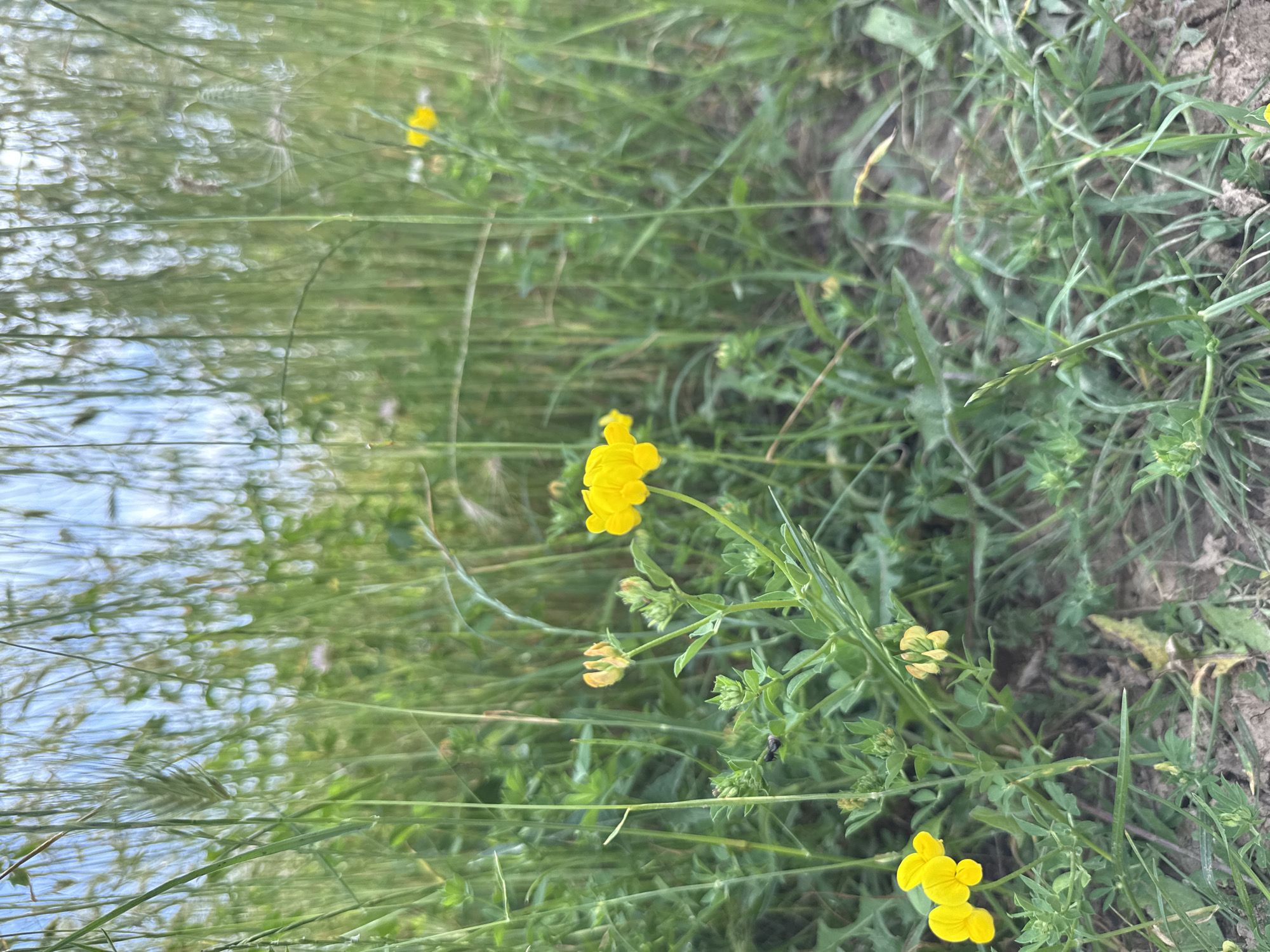 The image captures a close-up view of a meadow with tall green grass and small yellow wildflowers. The foreground features several clusters of bright yellow flowers with delicate petals and green stems and leaves. Some of the flowers are in full bloom, while others appear as buds. The background is filled with a soft-focus blur of more tall grass and a hint of blue sky, suggesting an outdoor natural environment. The ground is composed of dirt and dry grass. Based on the provided context, this scene is located in the city of Pleven, Bulgaria. There are no people or animals visible in the image.