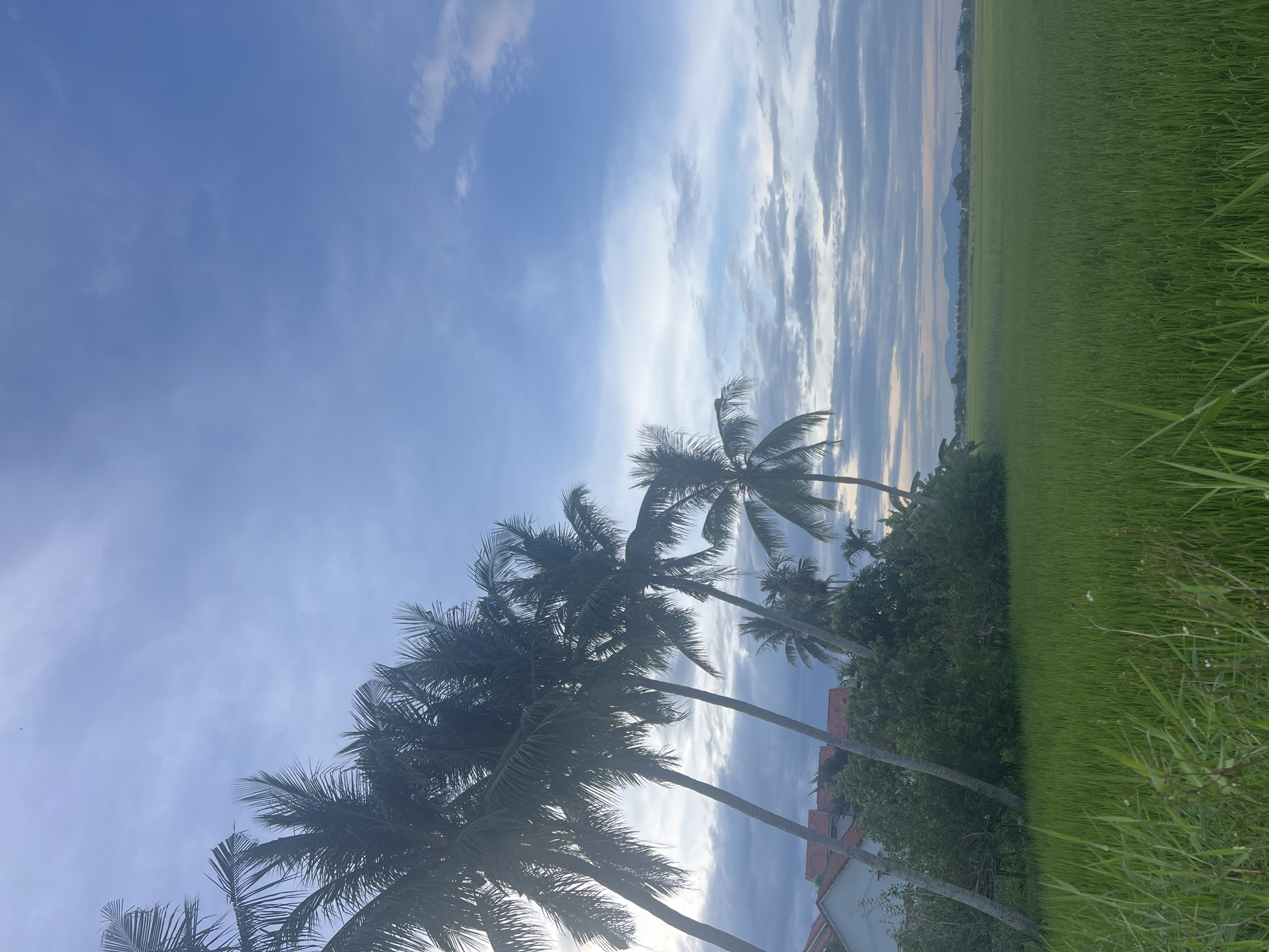 The image depicts a pastoral scene with several coconut palm trees leaning towards the left, silhouetted against a partly cloudy blue sky. In the background, a green rice paddy field stretches to the horizon, where a range of low, hazy mountains can be seen. On the left side of the image, partially obscured by the palm trees and dense foliage, are the rooftops of houses, suggesting a rural or semi-rural setting, possibly on the outskirts of Hoi An, Vietnam. The overall lighting indicates it may be early morning or late afternoon. There are no people or animals visible in the scene.