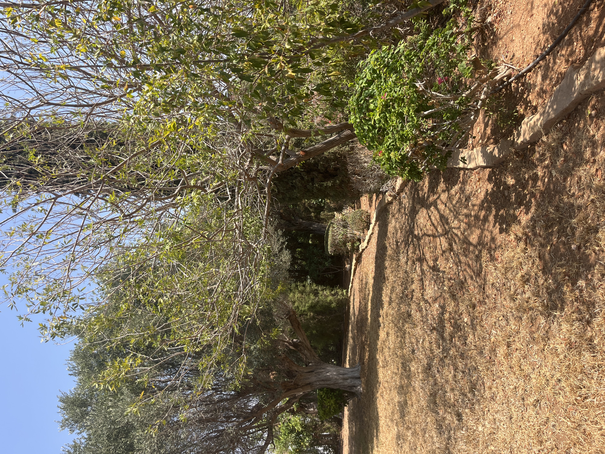 The image depicts a sun-drenched garden in Aphrodite Hills, Cyprus. A path made of stone borders a patch of dry, golden grass on the left, which is dotted with dappled shadows from the trees overhead. To the right of the path, a lush green bush with pink flowers adds a splash of color. Beyond the bush, a variety of trees with thin branches and small green leaves dominate the scene, their foliage creating a dense canopy against a clear blue sky. The ground appears to be dry earth and sparse vegetation. The overall impression is one of a warm, dry climate.