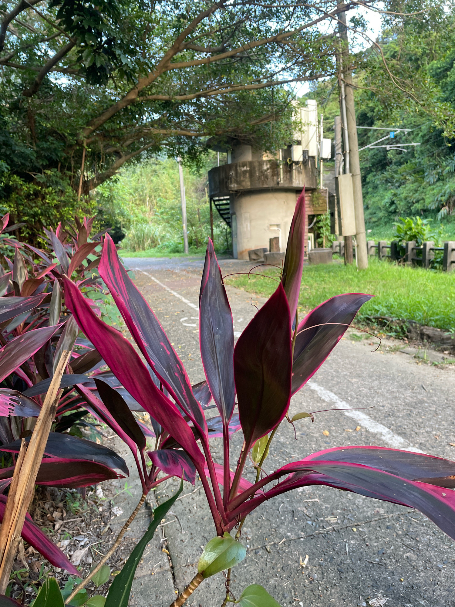 The image shows a close-up of a cordyline plant with vibrant magenta and dark green leaves in the foreground. Behind the plant, a paved path with a white line runs alongside a grassy area and a concrete barrier. Further in the background, a circular concrete structure with a spiral staircase is visible, alongside utility poles and lush green foliage. The scene appears to be located in a natural or park-like setting within New Taipei City, Taiwan, possibly near a recreational area or a road in a mountainous region. The lighting suggests it is daytime, with soft shadows indicating diffused sunlight. There are no people or animals visible in the image.