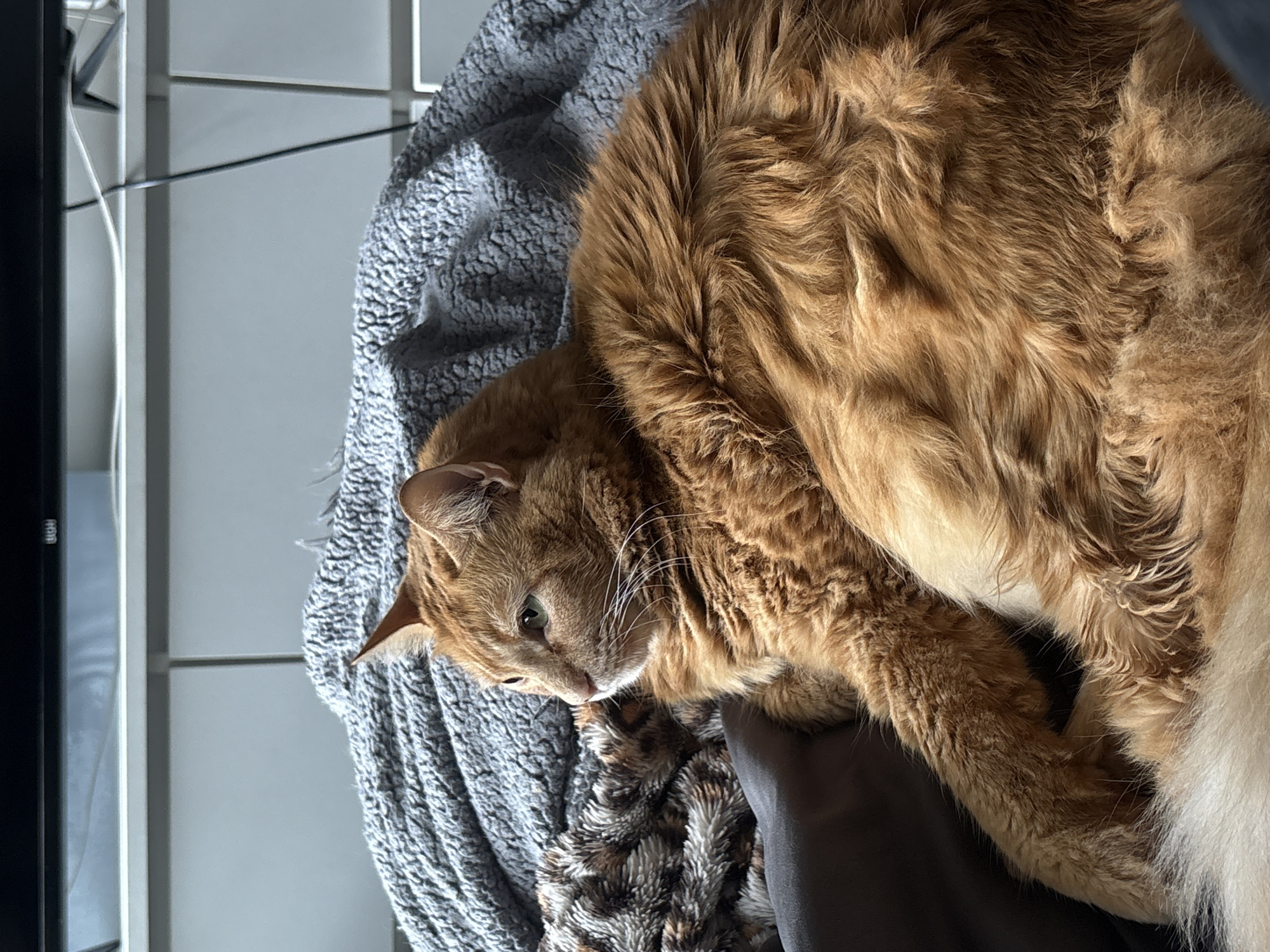 A medium-length orange cat rests on a textured gray and gray-brown blanket that covers a dark surface. The cat's head is turned to the left, and its eyes are partially open. Its fur appears thick and fluffy. A black object is located to the left of the blanket and a white wall with vertical details is located behind the blanket. The image does not contain information that would allow for the identification of the location of the photo within the city of Buenos Aires, Argentina.