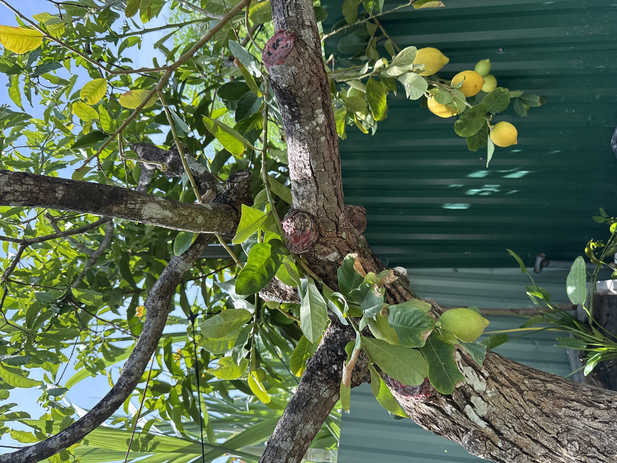 A close-up, low-angle shot focuses on the textured bark and branches of a lemon tree against a bright blue sky. The tree is laden with bright green leaves and several ripening lemons, some a pale green and others a vibrant yellow. A dark green corrugated metal fence forms the background, with a few leafy plants visible at the bottom of the frame. The image appears to be taken in Bac Nha Trang Ward, Vietnam, where the sunny climate is conducive to citrus cultivation.