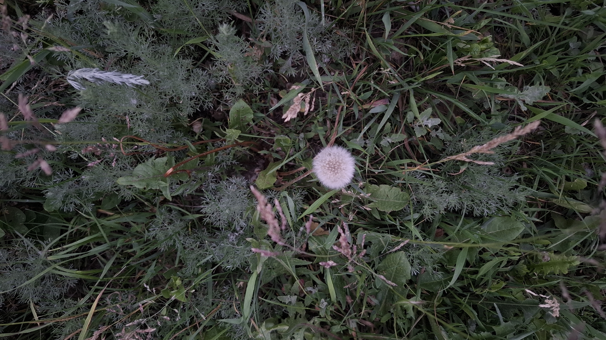 The scene is located in the city of Rassvet, Russia. The image displays a top-down view of a dense, uncultivated patch of ground vegetation. A single, white, spherical dandelion seed head, approximately 5-7 cm in diameter, is centrally positioned slightly below the vertical mid-point. It is surrounded by a variety of plants, predominantly various shades of green grasses and grayish-green plants with finely dissected, feathery foliage, consistent with *Artemisia* species, which are particularly dense in the upper half of the frame. Several broader, dark green leaves are visible in the upper-left and mid-left sections. Scattered throughout the vegetation are thin, reddish-brown stems topped with dried, light brown or reddish-brown feathery seed heads. A distinct elongated, whitish-silver feathery plant structure is visible in the upper-right quadrant. Patches of brown, desiccated plant material are present amongst the green growth. No people, animals, or artificial objects are visible.