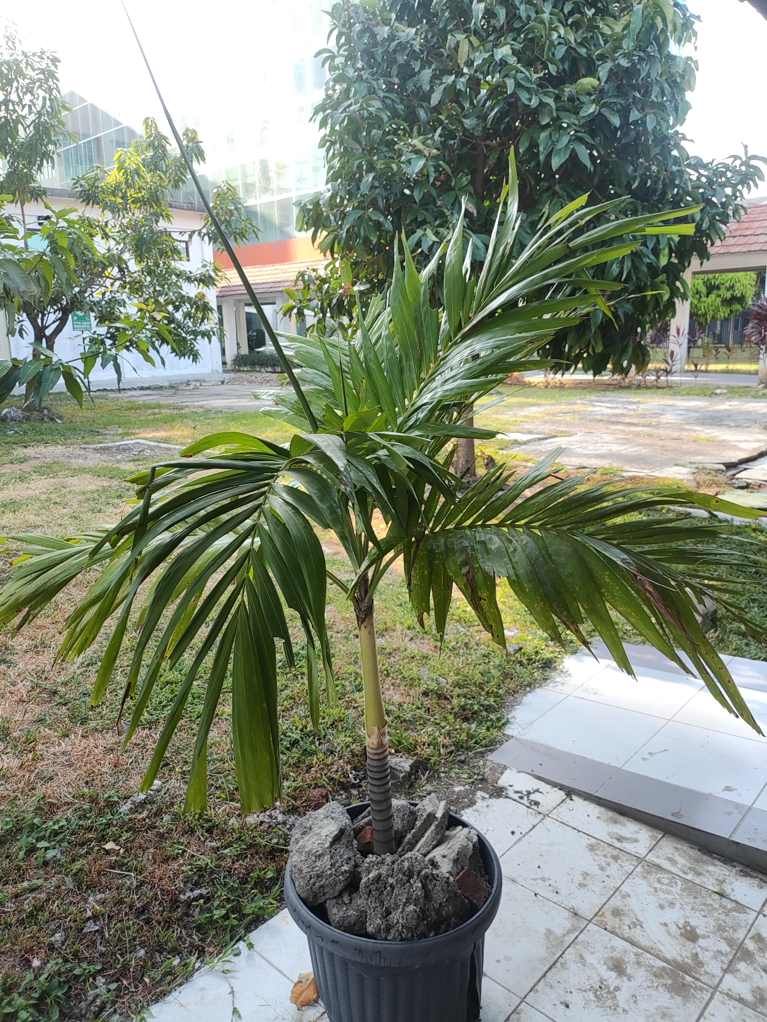 A potted palm tree stands in front of a tiled walkway, with a grassy area and trees in the background. The palm tree has long, green fronds and its base is supported by rocks in a black plastic pot. The background shows a building with a white exterior and large windows, suggesting an institutional or commercial setting. A mature tree with dense green foliage is visible behind the palm tree. The scene appears to be outdoors in a well-lit area, possibly a courtyard or garden, in Cirebon, Indonesia.