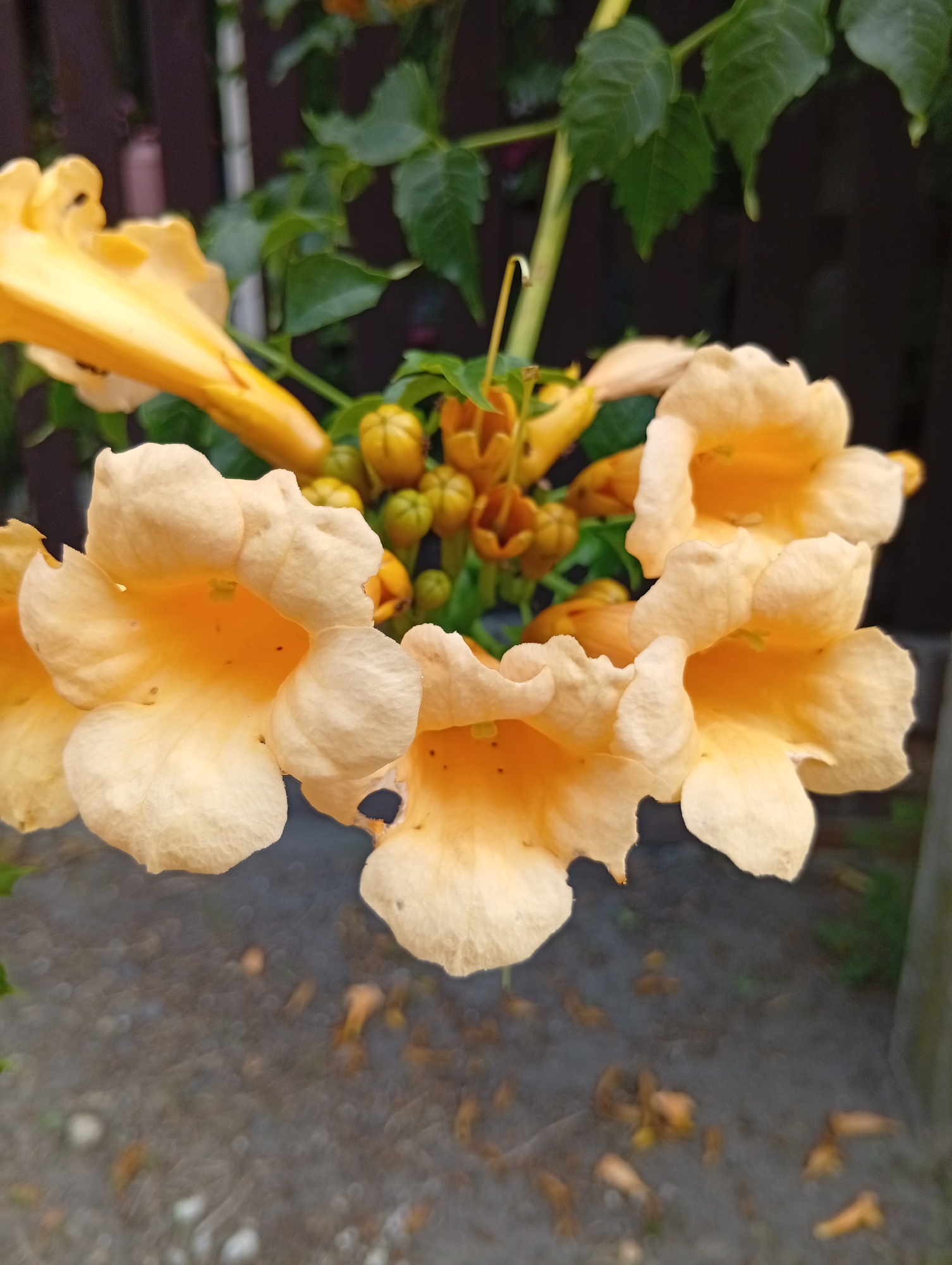 A close-up, low-angle photograph shows a cluster of trumpet-shaped, pale orange flowers blooming on a vine. The flowers are the primary focus, with their delicate, ruffled petals filling most of the frame. Several unopened buds are visible behind the open blooms, a darker orange in color. Green leaves and a stem are also present, curving upwards. In the background, a dark wooden fence with vertical slats is partially visible. The ground beneath the flowers appears to be gravel or a similar textured surface, with scattered small objects. The image was taken in Psary, Poland.