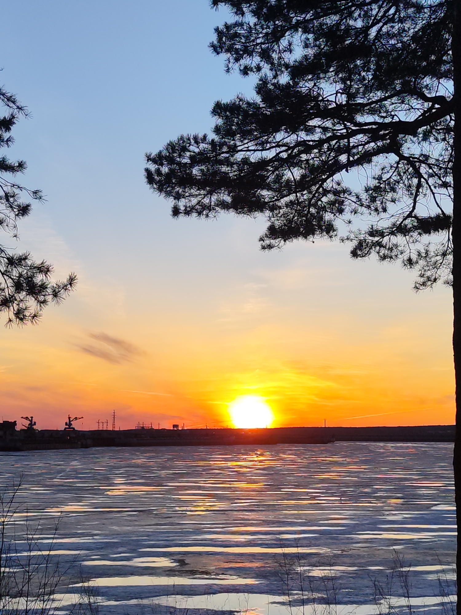 The image shows a sunset over the partially frozen Kama River in Chaikovsky, Russia. Silhouetted branches of a pine tree frame the upper right and upper left of the image. The sky transitions from blue at the top to orange and yellow near the horizon. The setting sun is visible, reflecting off the ice-covered water. On the opposite bank, silhouetted cranes and industrial infrastructure are visible. Bare stalks of vegetation are in the foreground.