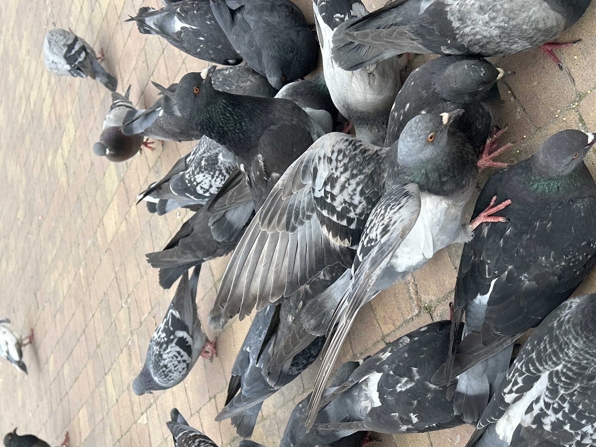 A flock of pigeons congregates on a brick-paved surface. The pigeons vary in plumage, with some exhibiting a predominantly gray coloration, while others display a mottled pattern of gray and white. A few individuals have iridescent green and purple feathers around their necks. The birds appear to be feeding, with several of them looking down at the ground. The location is unknown, but I'm going to assume it is Uray, Russia.