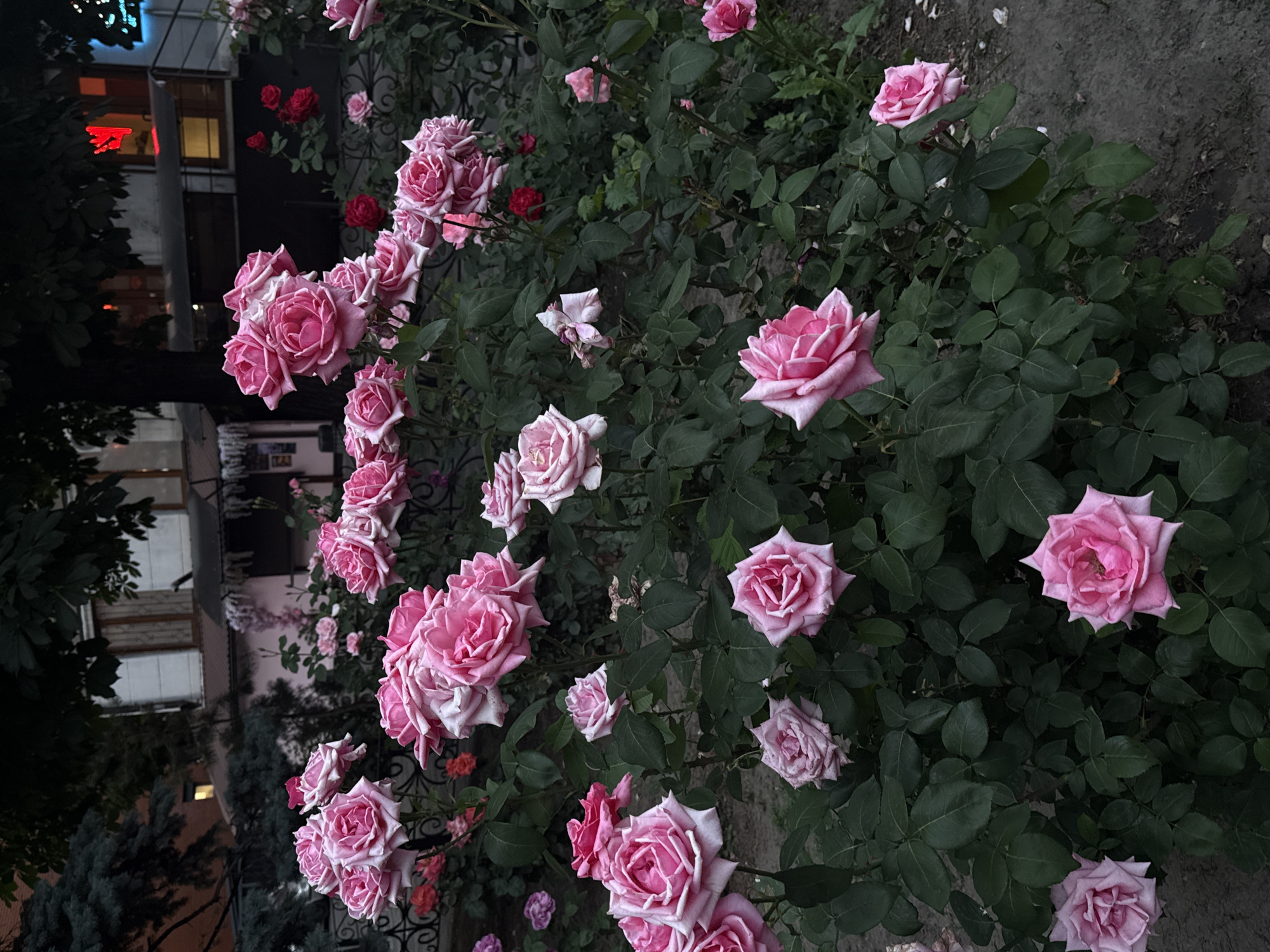 A vertical, medium shot captures a dense rose bush with numerous pink and white roses in various stages of bloom, set against a muted, urban backdrop. The flowers are the central focus, with soft lighting highlighting their delicate petals. The background suggests an outdoor setting within the city of Dnipro, Ukraine, with hints of buildings and trees. The overall impression is one of natural beauty amidst a city environment.