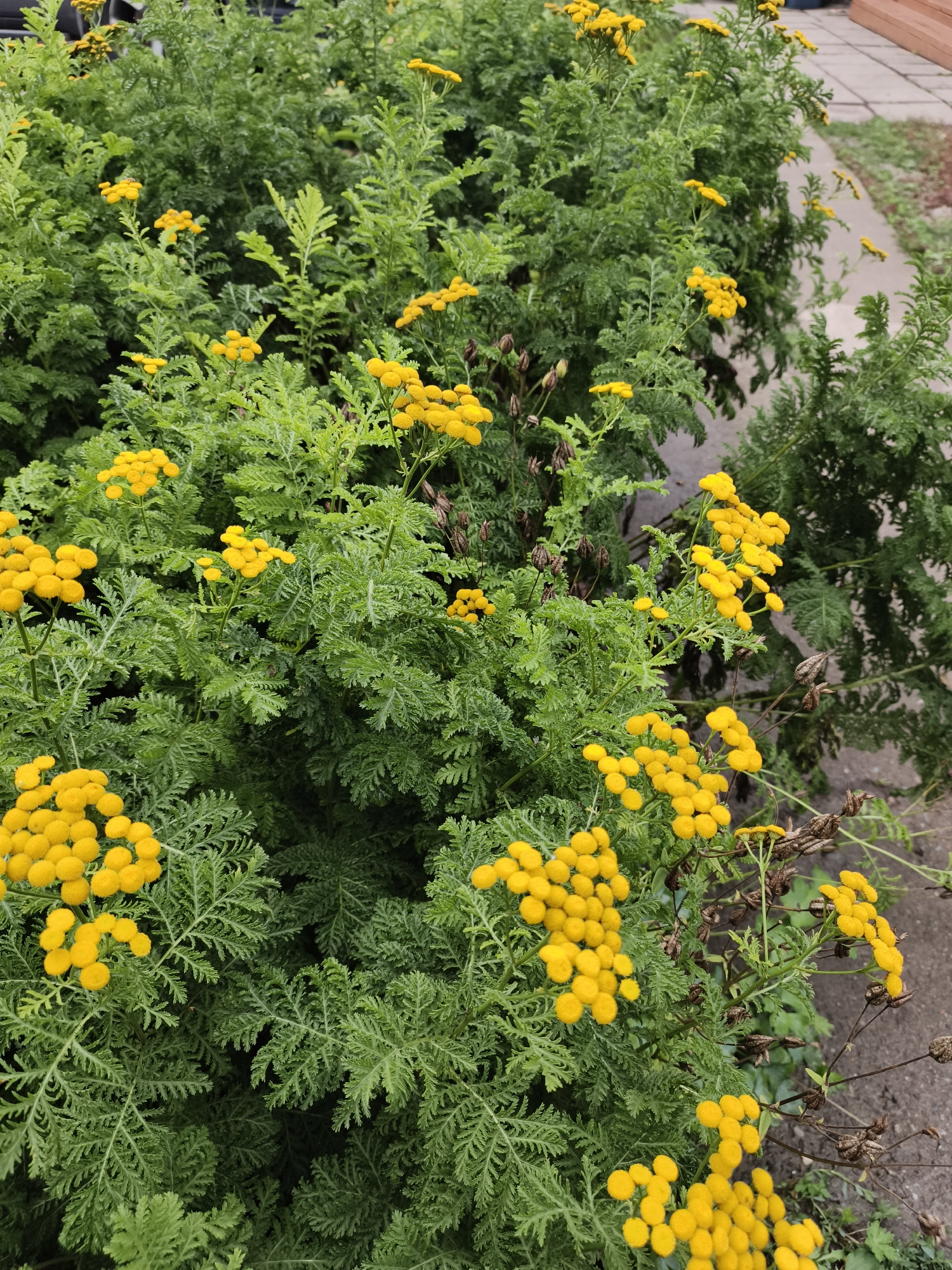 The image displays a dense cluster of green foliage with numerous small, bright yellow flowers. The leaves are finely dissected and feathery. Some dried, brown seed heads are also visible amongst the green. The plants appear to be growing outdoors, with a hint of a concrete pathway and possibly a wooden structure in the background. The overall impression is of a natural or cultivated garden setting. The location within Katun', Russia, is not discernible from the image content.