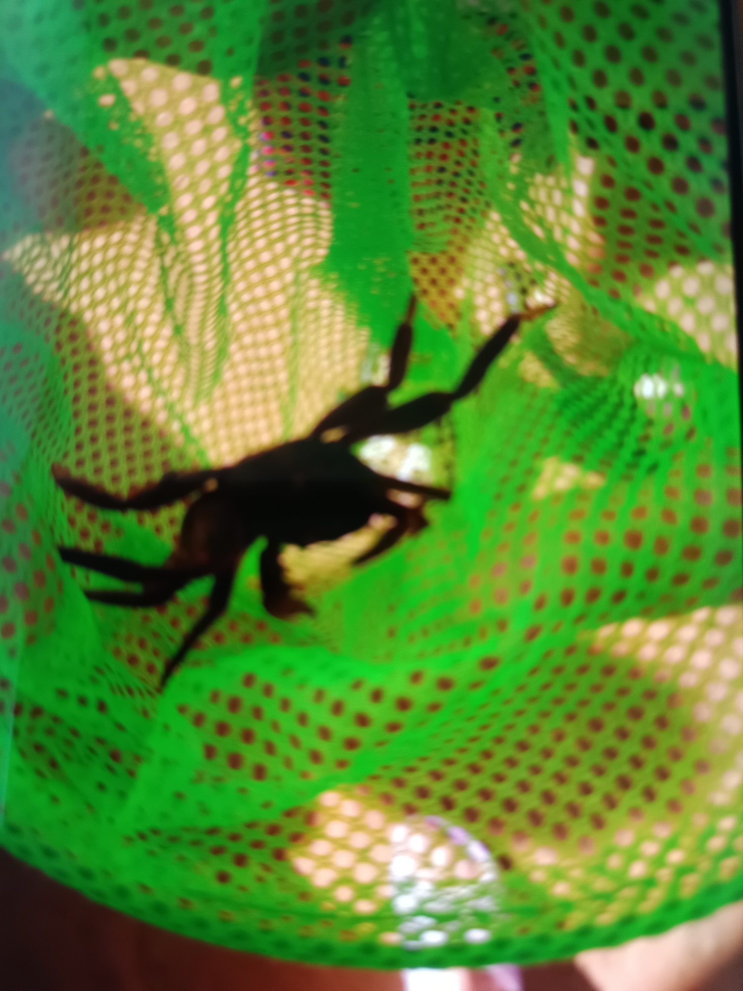 The image shows a dark, silhouetted object that appears to be a crab or spider with multiple legs, caught within a bright green mesh net. The net is translucent, revealing a lighter colored background through its holes, which are arranged in a grid pattern. The lighting in the image is dim, with shadows cast by the net and the subject. The overall scene is blurry and out of focus. There is no discernible location in the city of Košice, Slovakia.