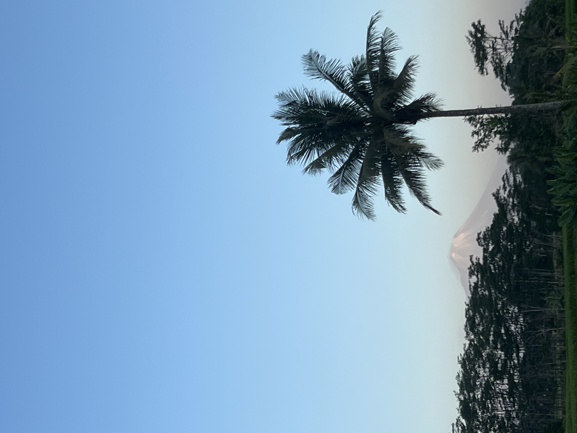 The image depicts a serene landscape, likely taken at dusk or dawn, given the soft light and clear sky. In the foreground, a solitary coconut palm tree stands tall, its fronds spread against a pale blue sky. Behind the palm, a dense line of trees forms a dark silhouette. Further in the distance, a majestic volcano, possibly Mount Merapi, is visible with a plume of smoke or mist rising from its summit. The lower part of the image shows a lush green field, suggesting agricultural land. The scene is likely in Kalijoso, Indonesia, a region known for its volcanic landscapes and agricultural fields.